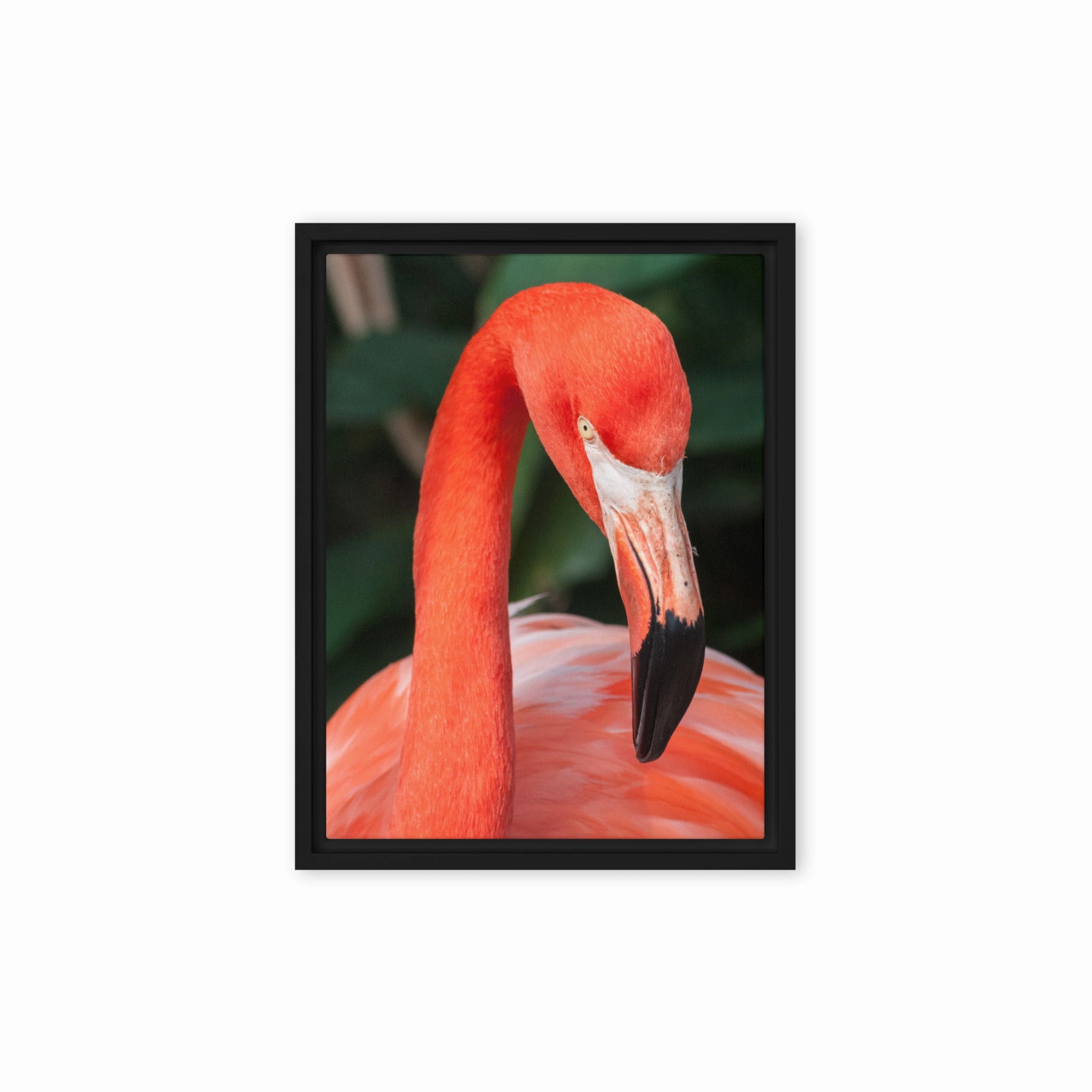 Leinwand - Flamingo, Phoenicopterus Ruber