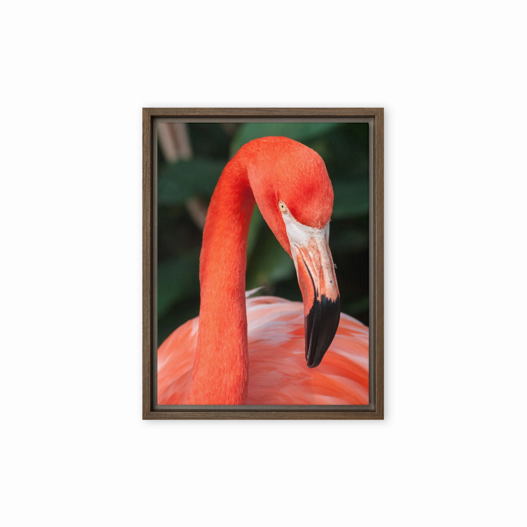 Leinwand - Flamingo, Phoenicopterus Ruber