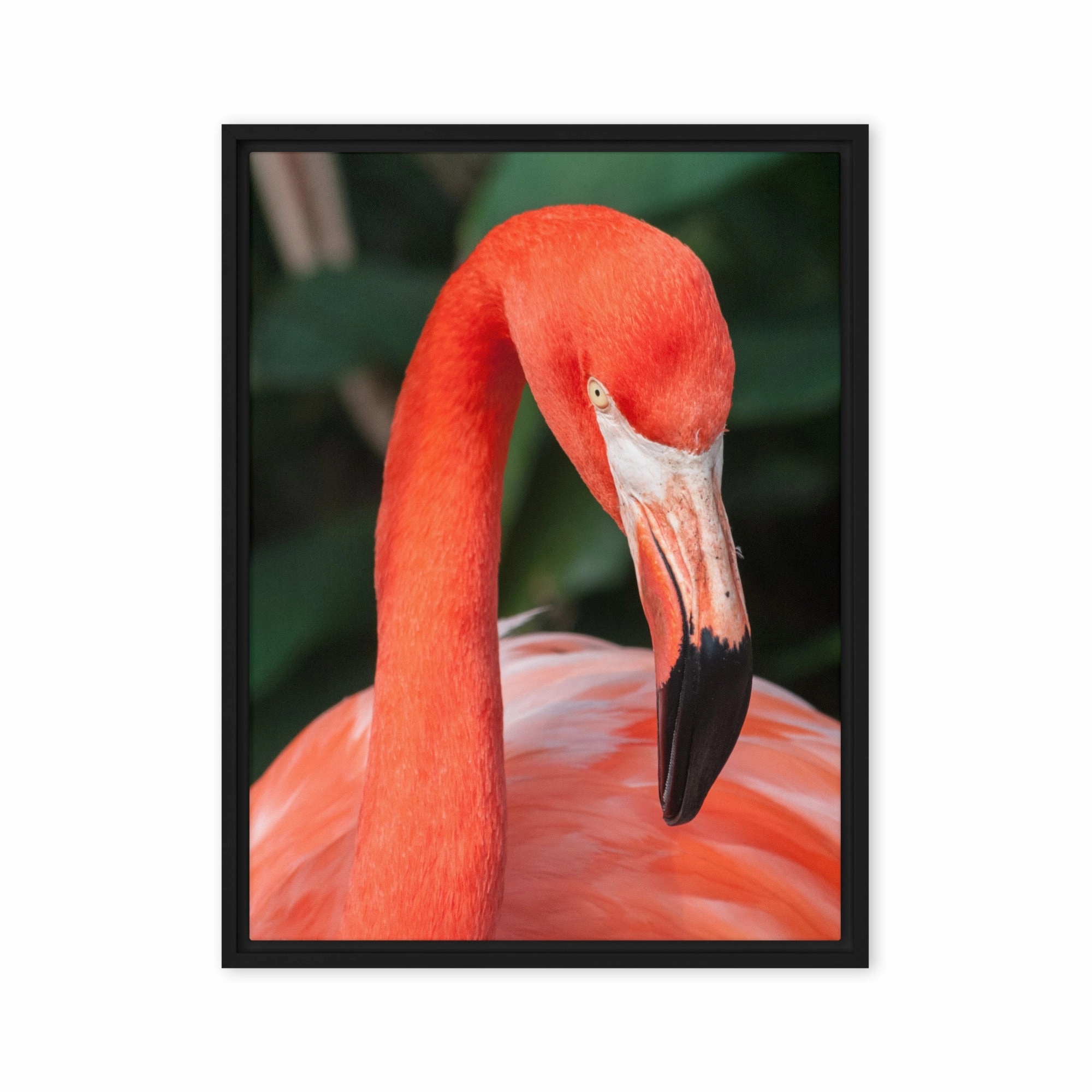 Leinwand - Flamingo, Phoenicopterus Ruber