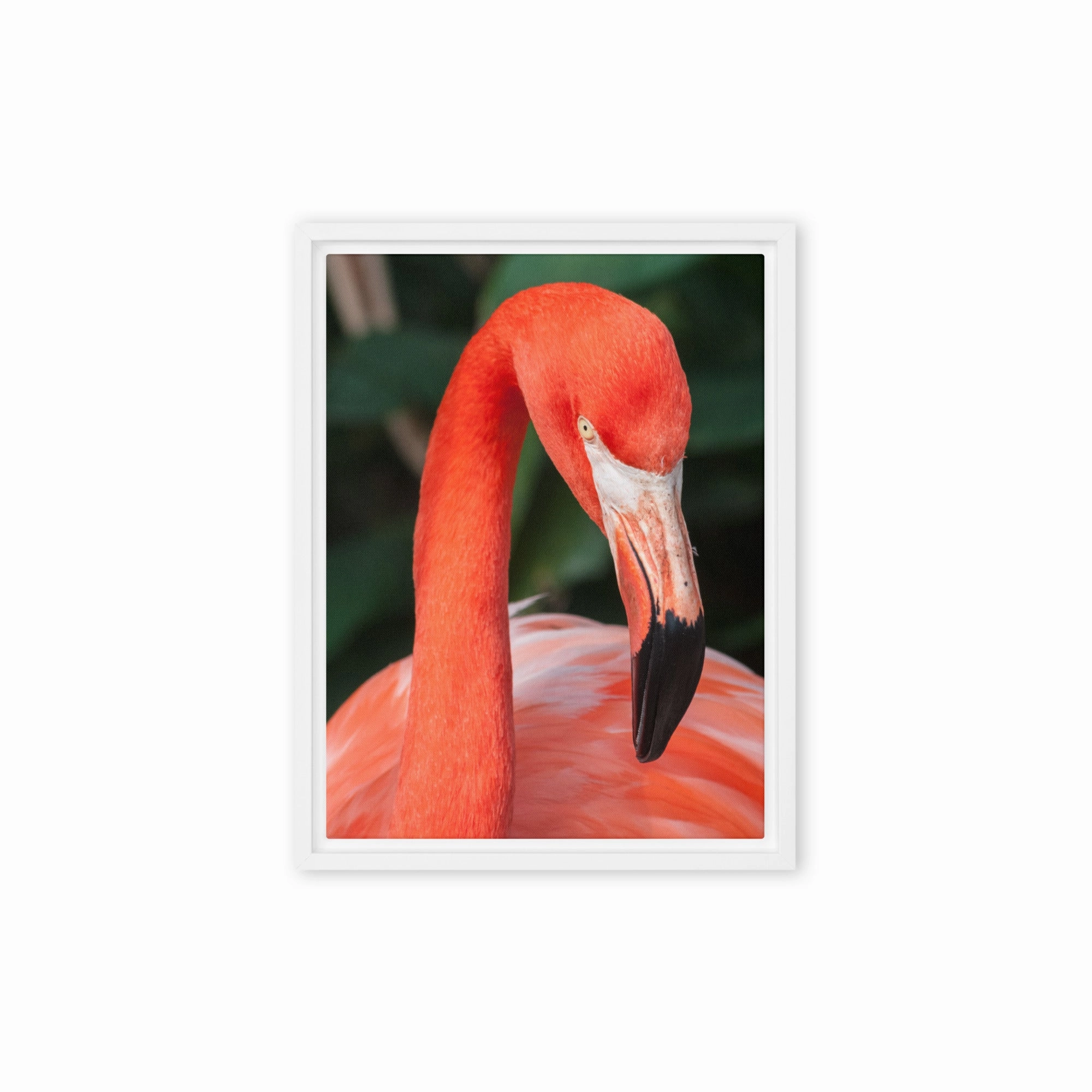 Leinwand - Flamingo, Phoenicopterus Ruber
