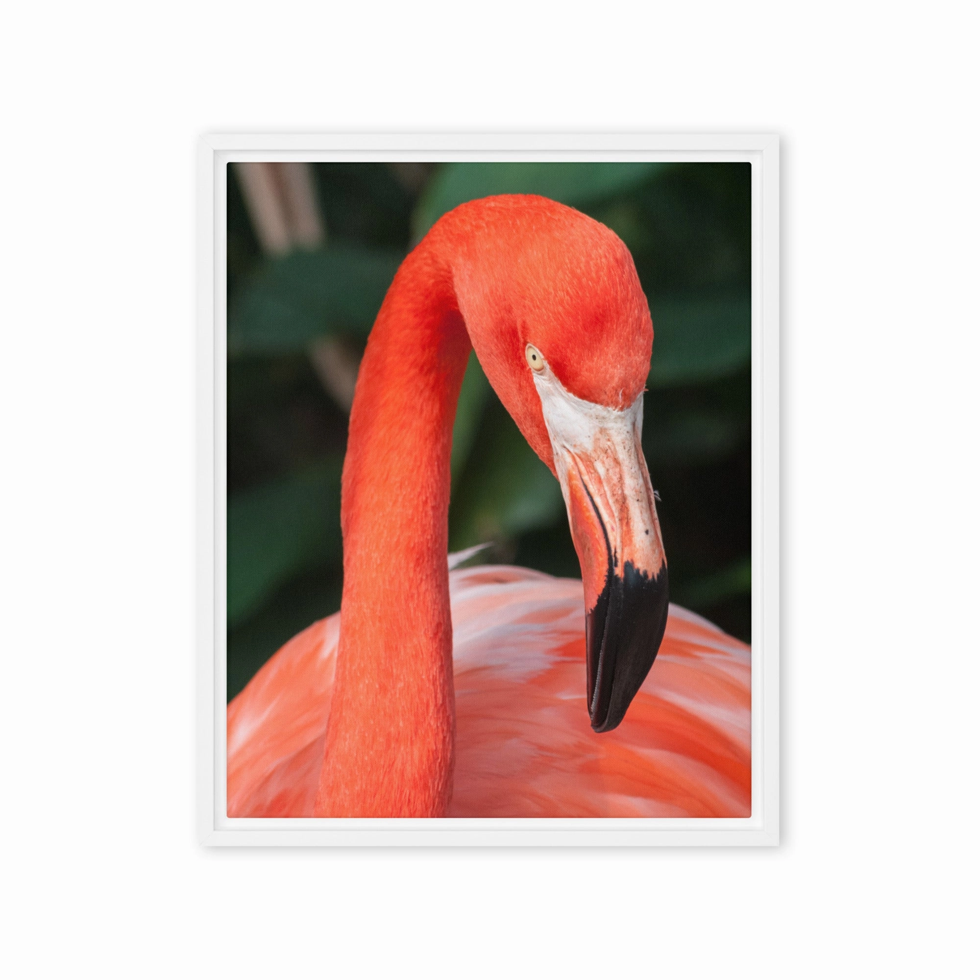 Leinwand - Flamingo, Phoenicopterus Ruber