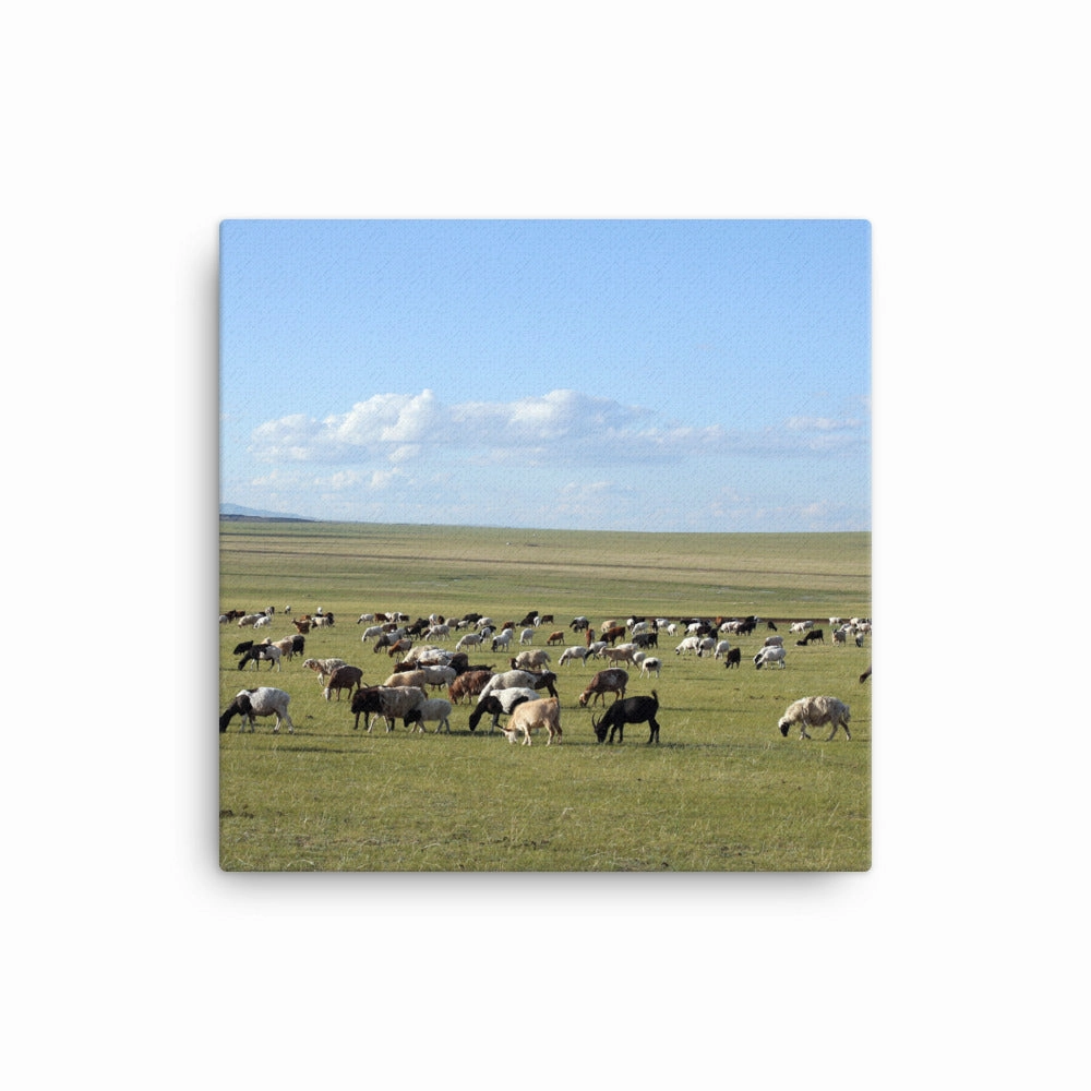 Leinwand - Herd of sheep graze in Mongolian steppe
