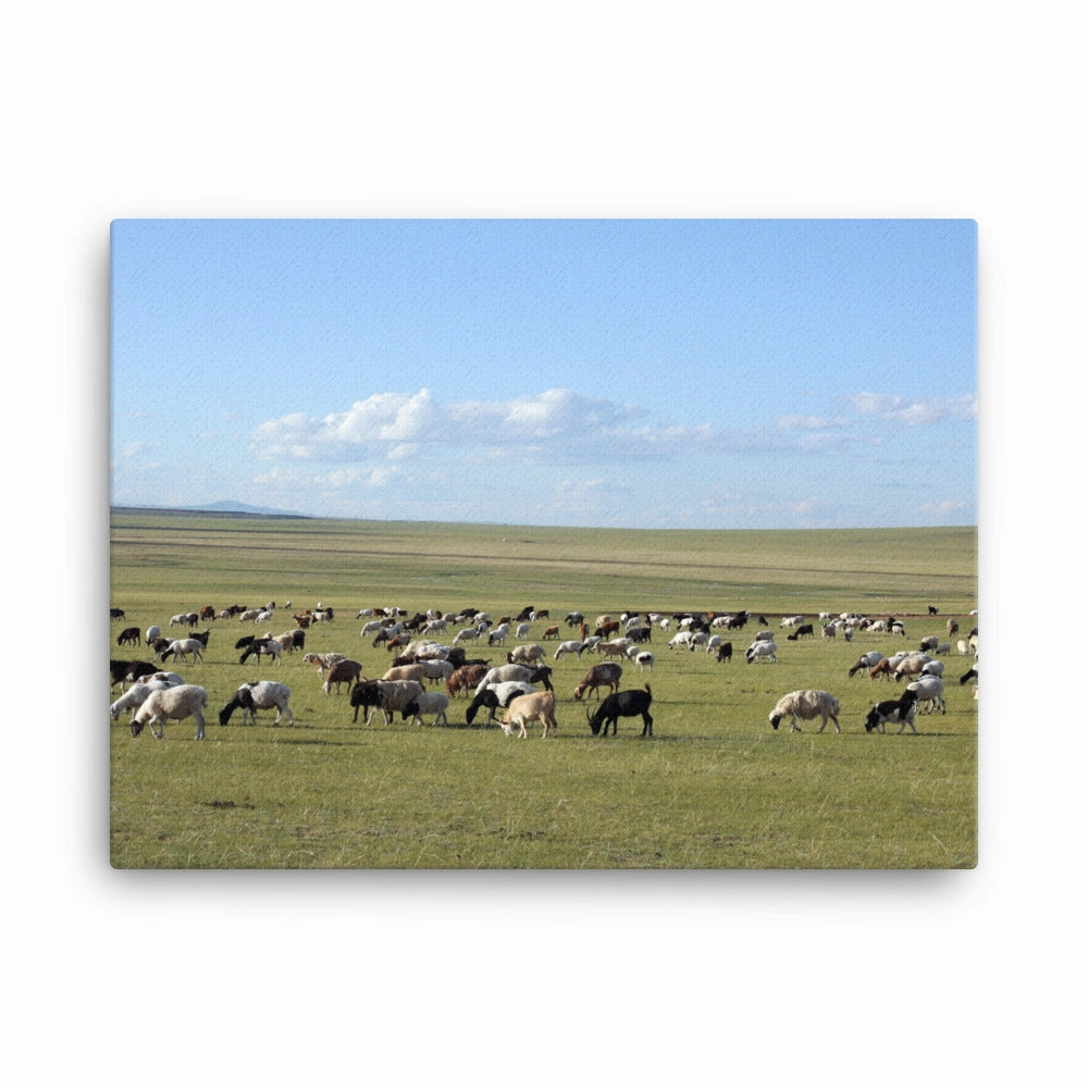 Leinwand - Herd of sheep graze in Mongolian steppe