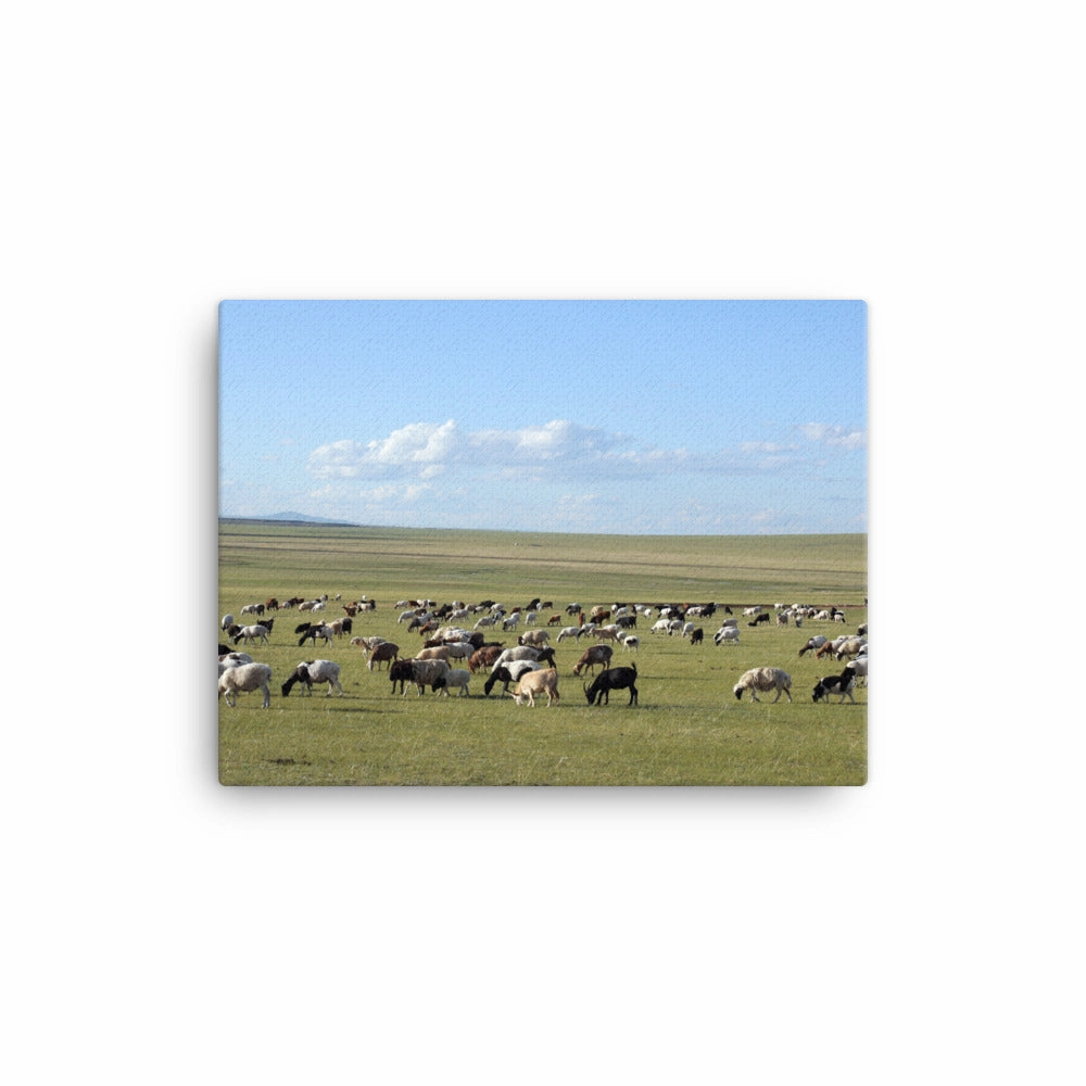 Leinwand - Herd of sheep graze in Mongolian steppe