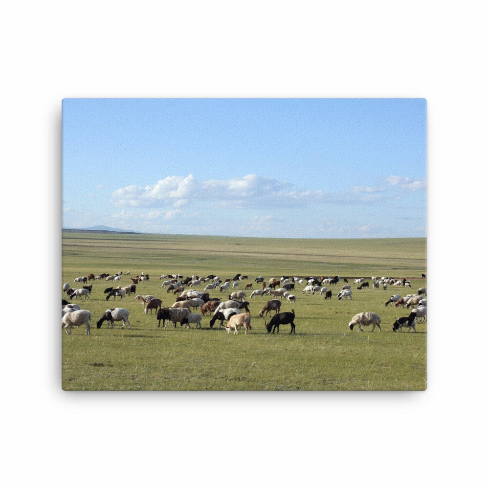 Leinwand - Herd of sheep graze in Mongolian steppe