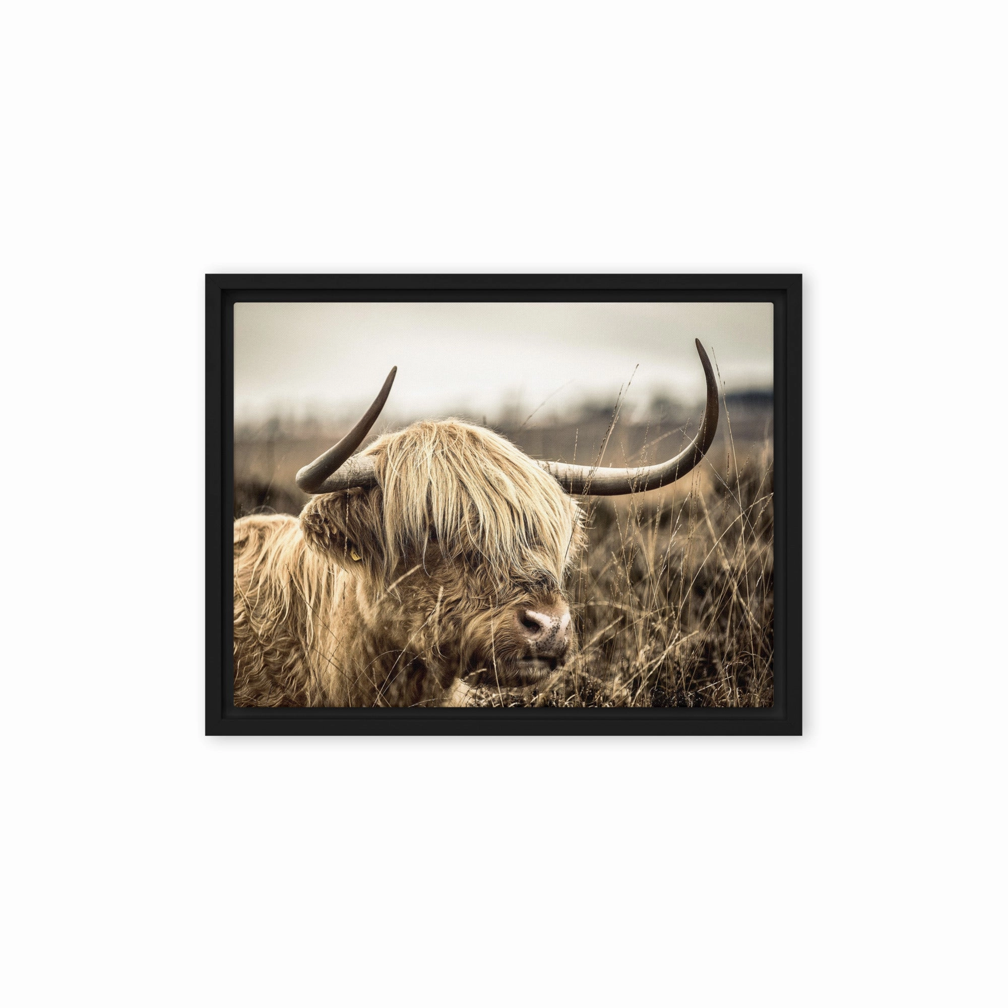 Leinwand - Highland Cattle Retro