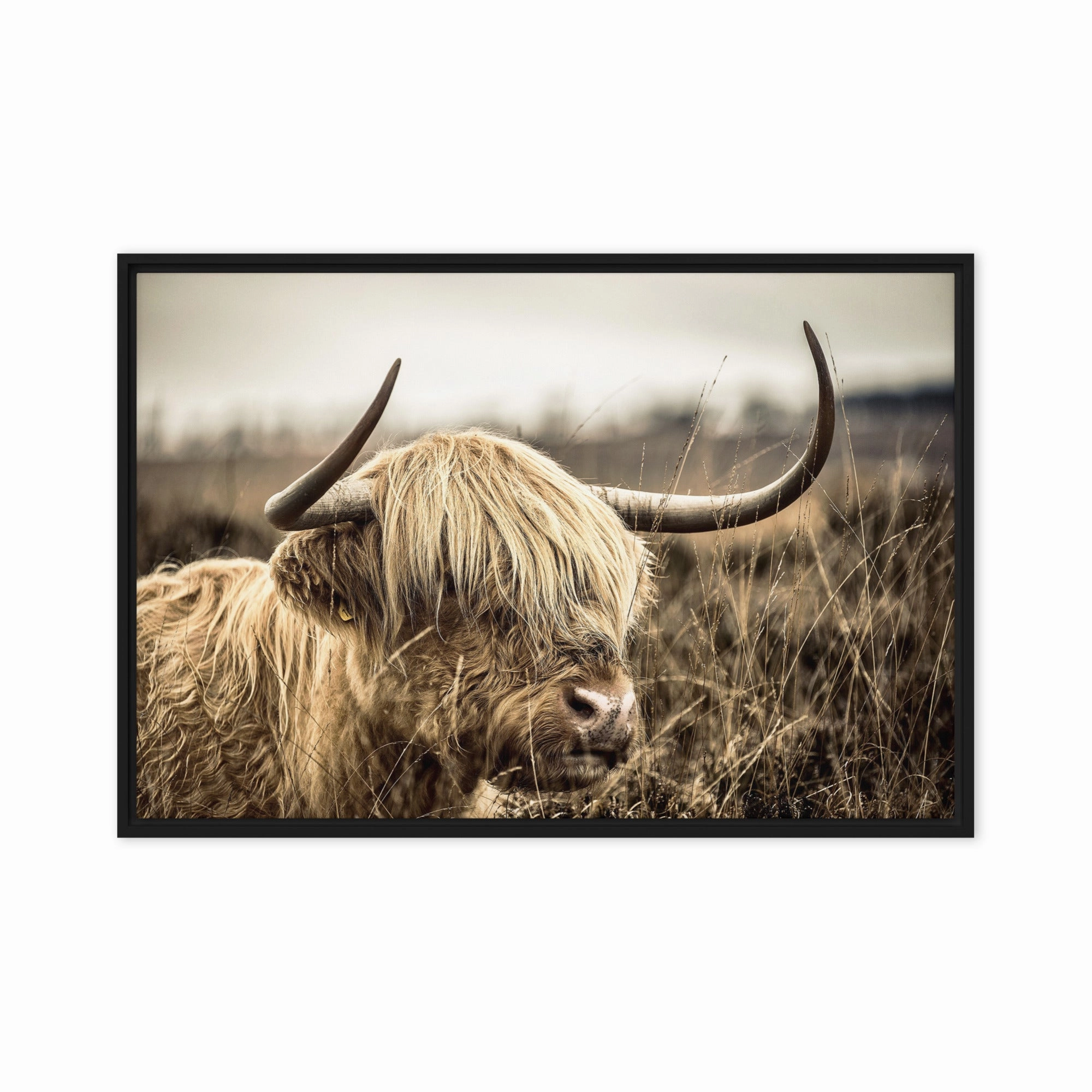 Leinwand - Highland Cattle Retro