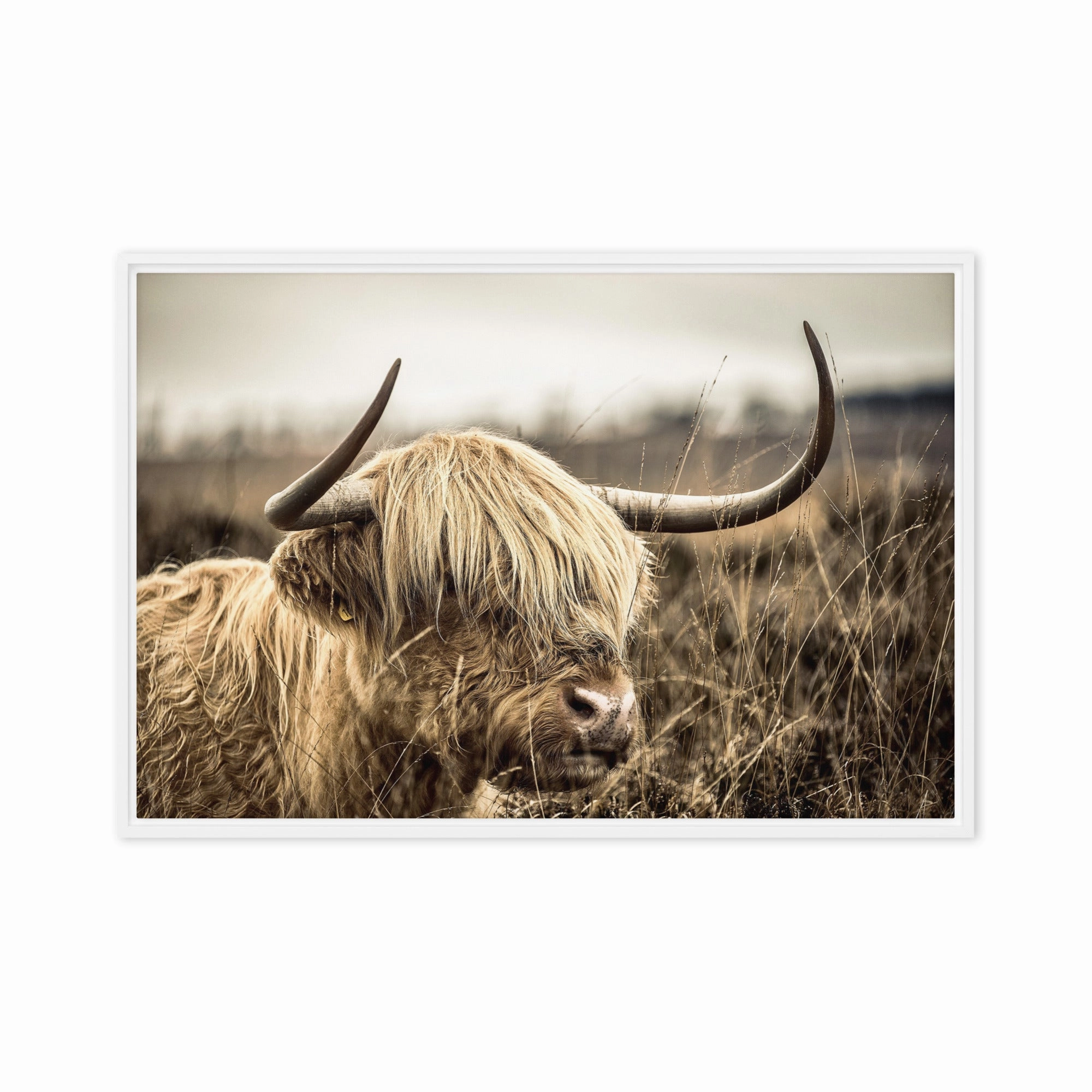 Leinwand - Highland Cattle Retro
