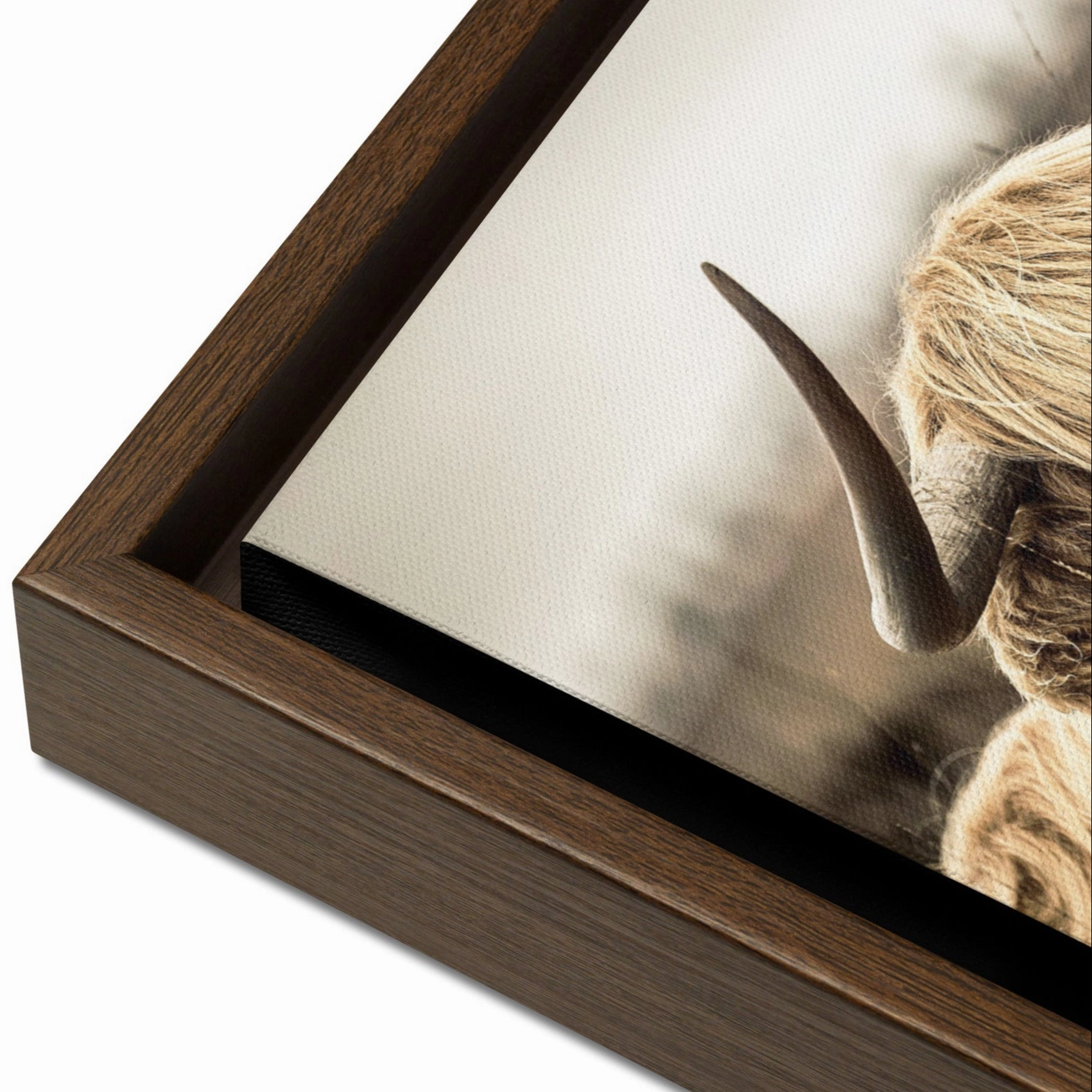 Leinwand - Highland Cattle Retro