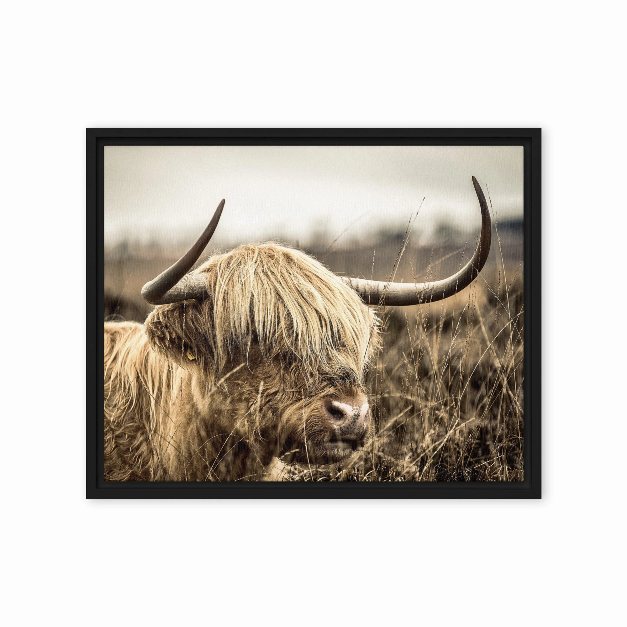 Leinwand - Highland Cattle Retro
