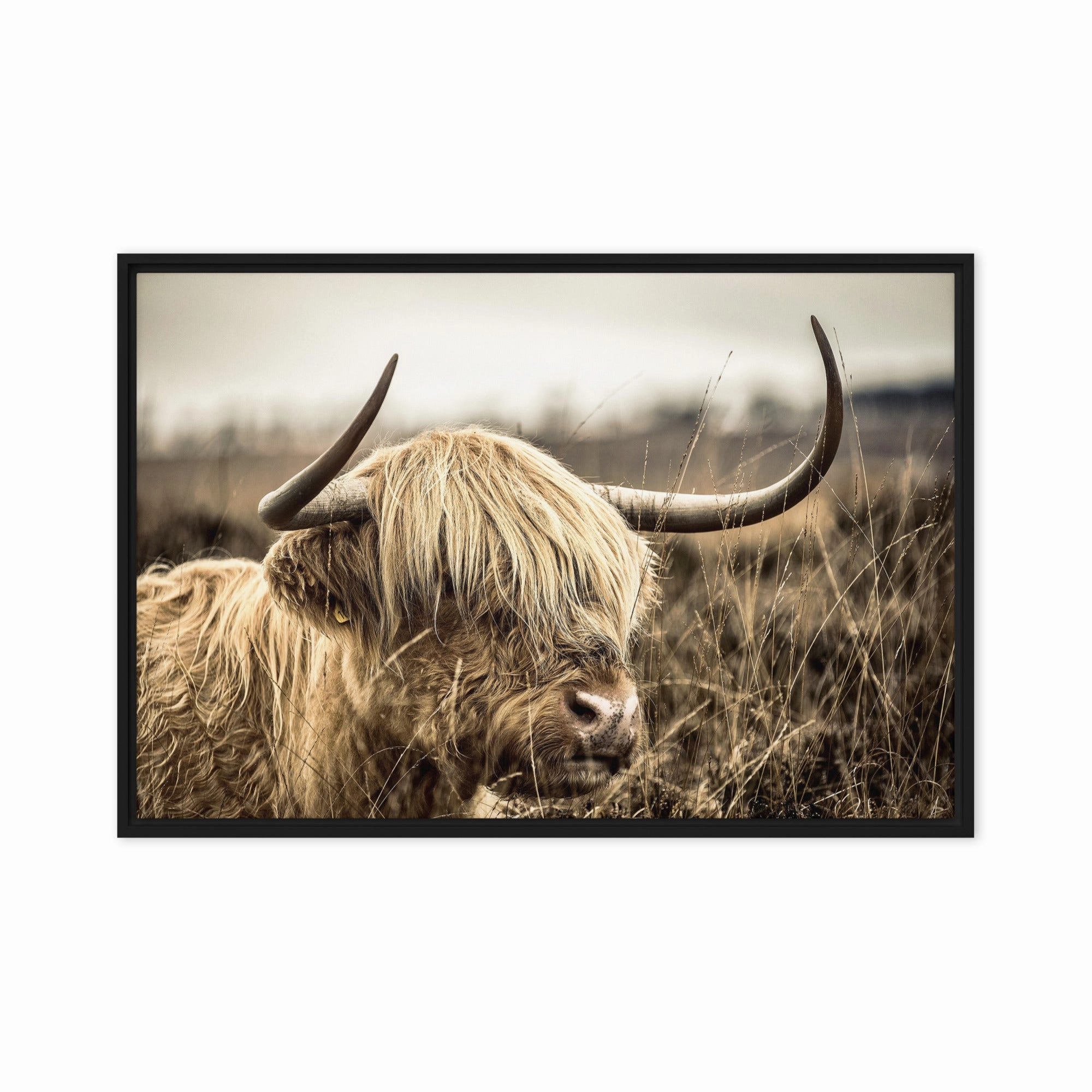 Leinwand - Highland Cattle Retro