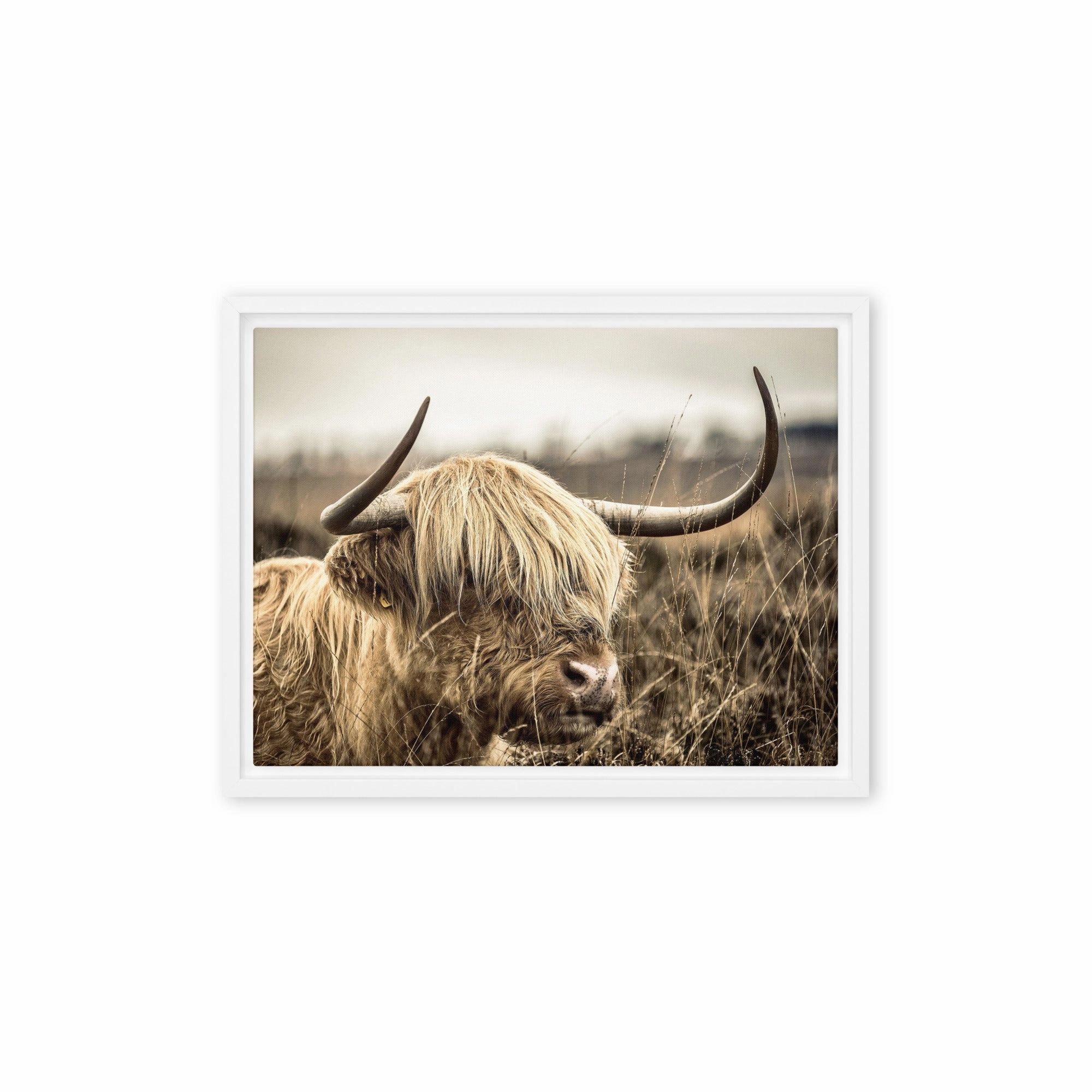 Leinwand - Highland Cattle Retro