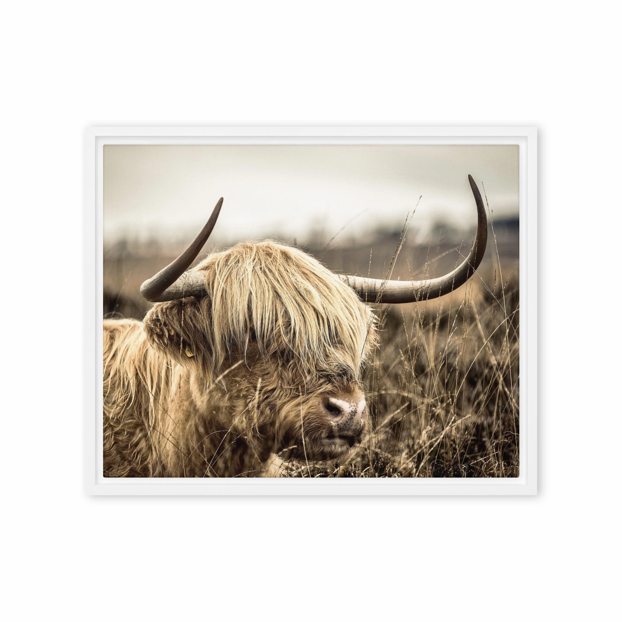 Leinwand - Highland Cattle Retro