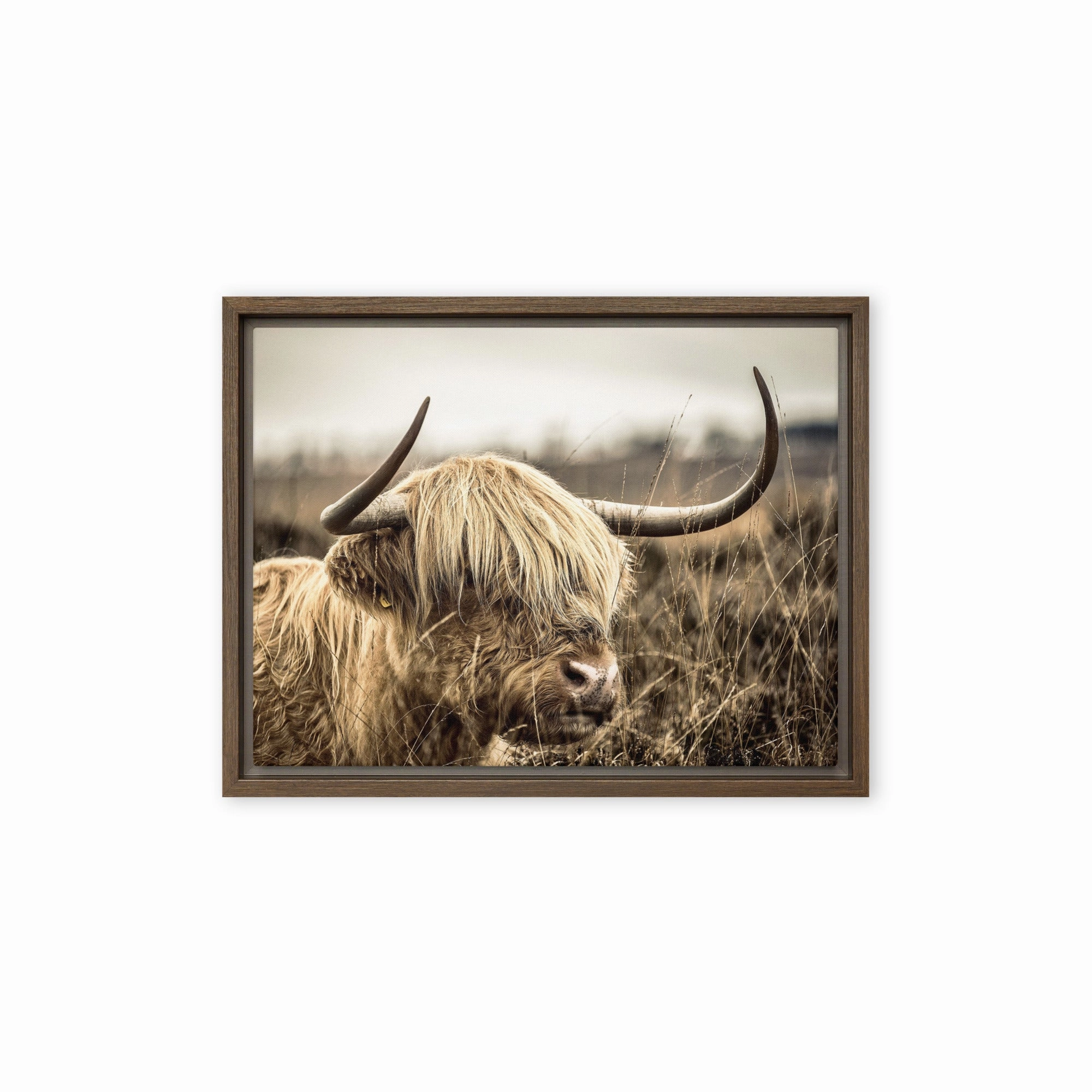Leinwand - Highland Cattle Retro