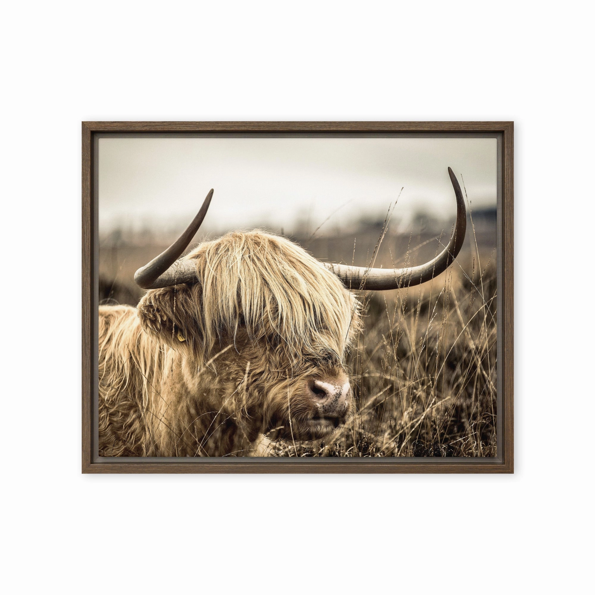 Leinwand - Highland Cattle Retro