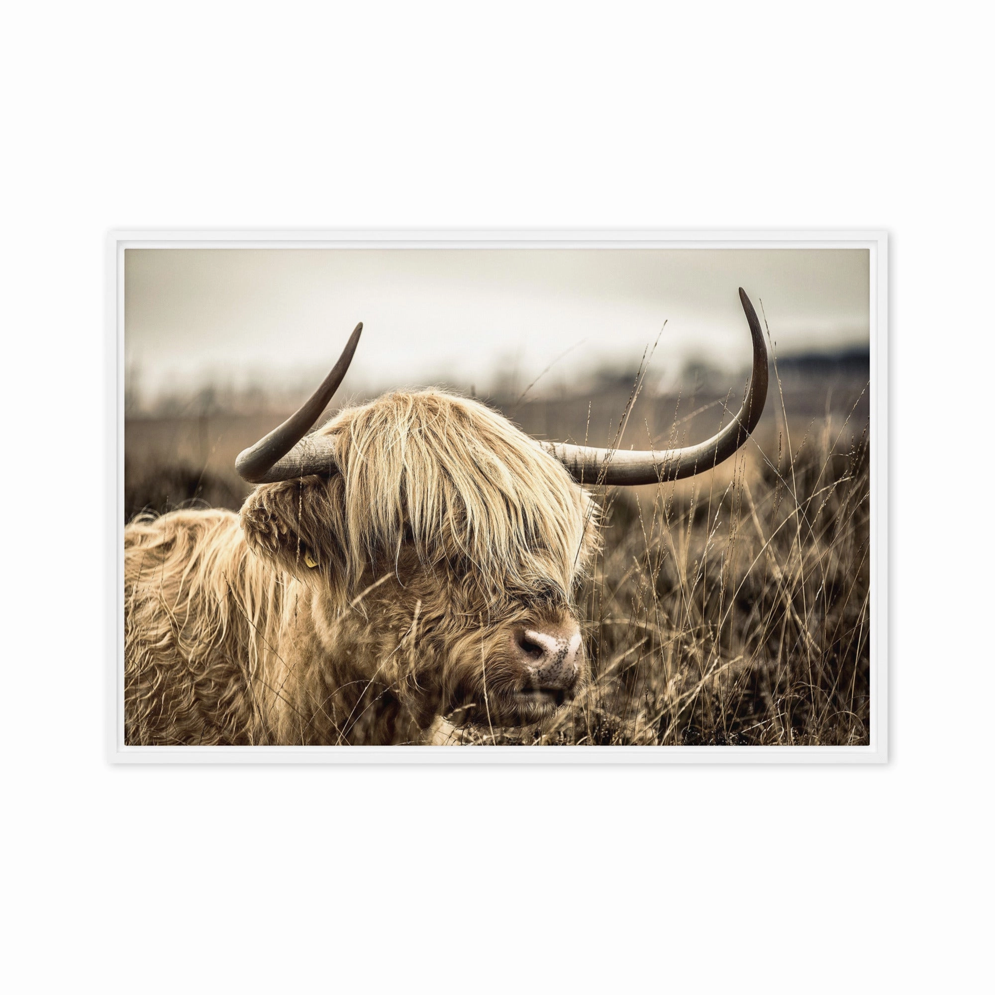 Leinwand - Highland Cattle Retro