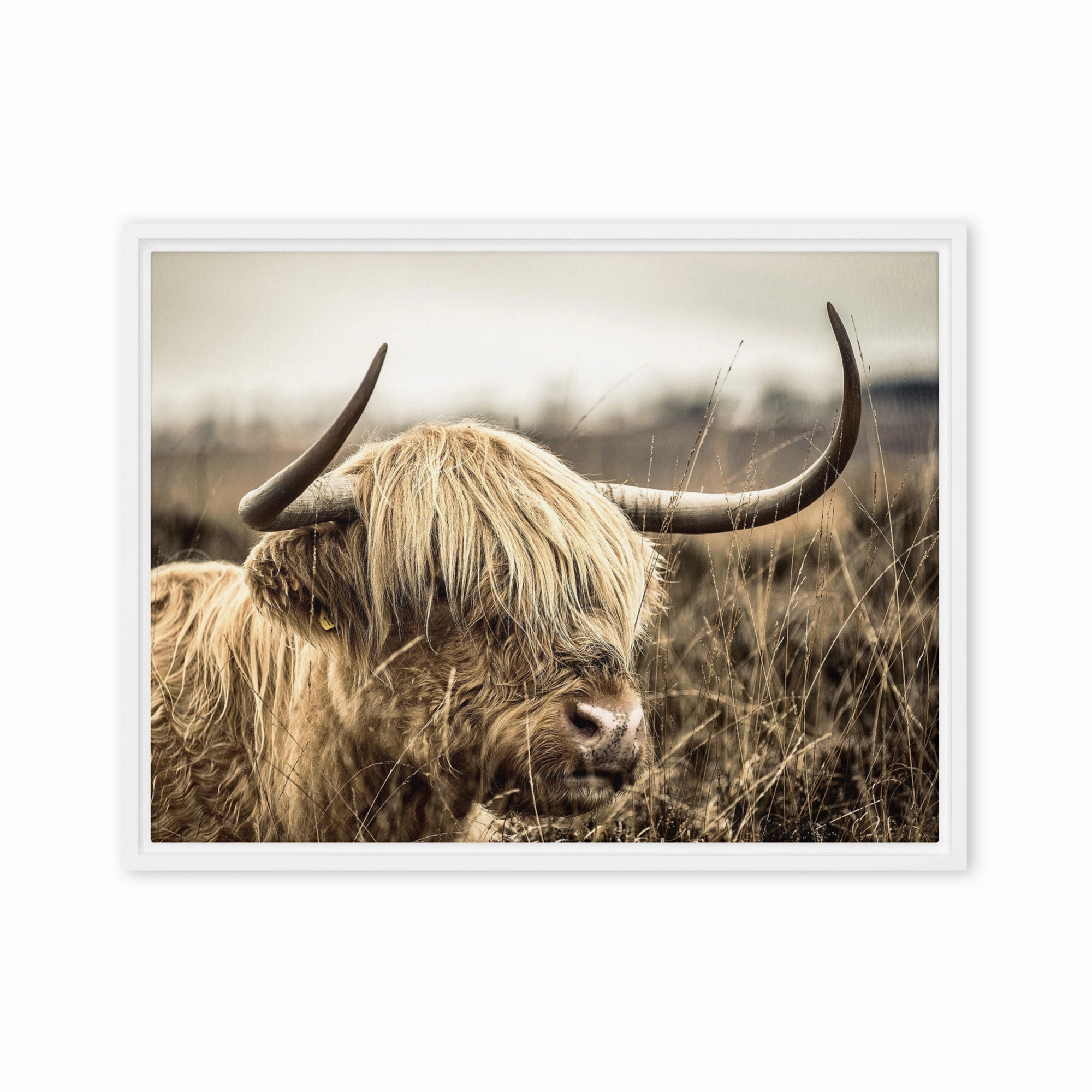 Leinwand - Highland Cattle Retro