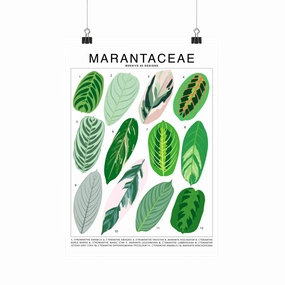 Marantaceae Species Id Chart -Botanical Houseplant Art Print framed wall decor