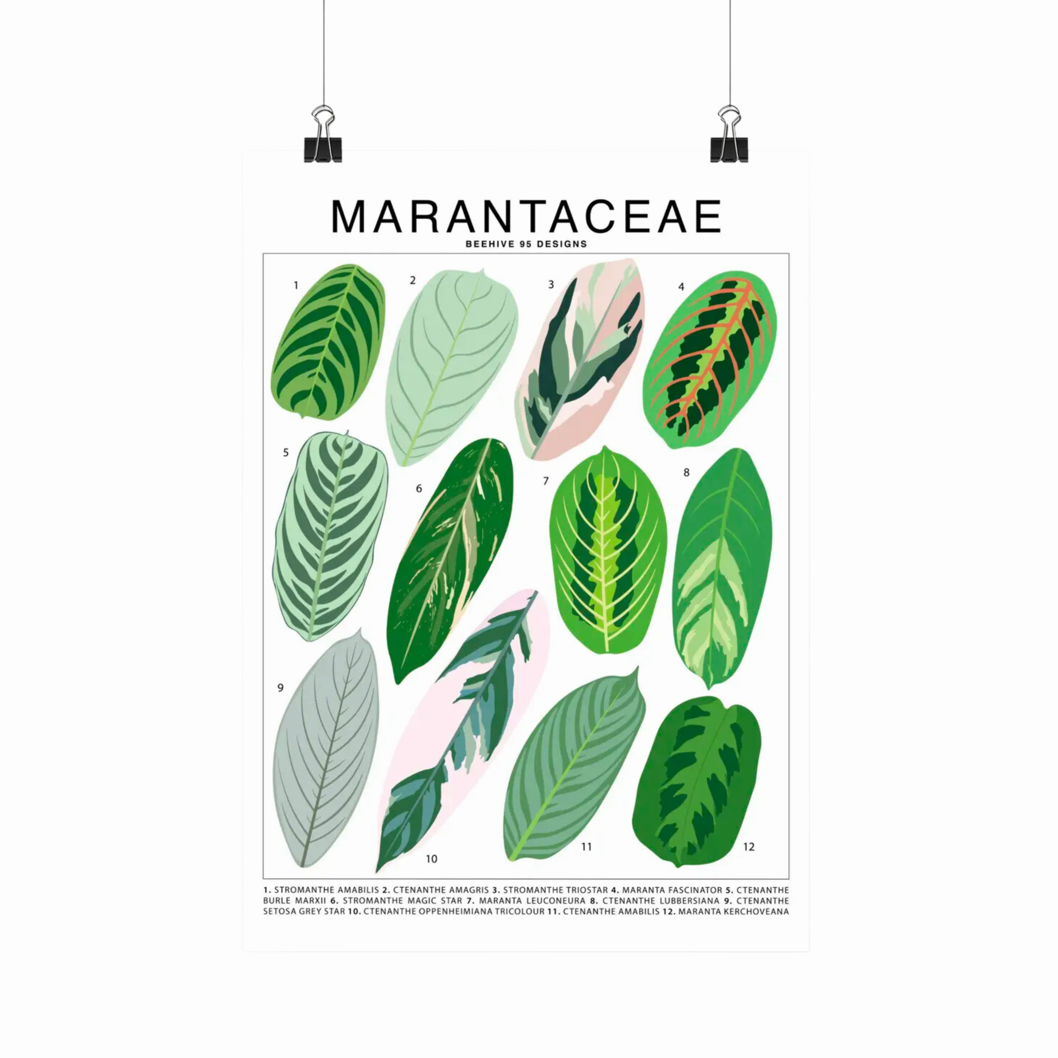 Marantaceae Species Id Chart -Botanical Houseplant Art Print framed wall decor