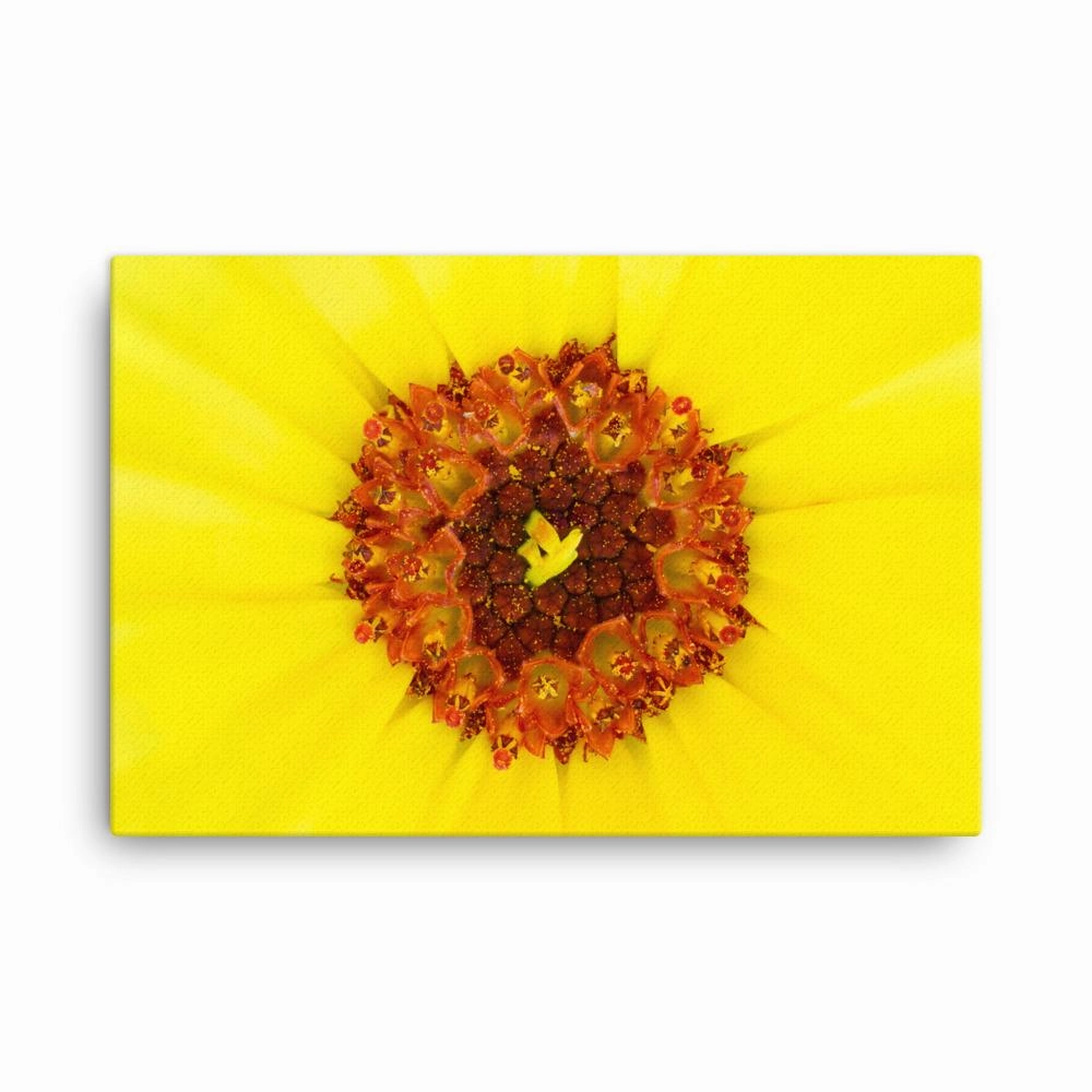 Marigold - canvas