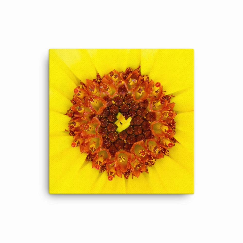 Marigold - canvas