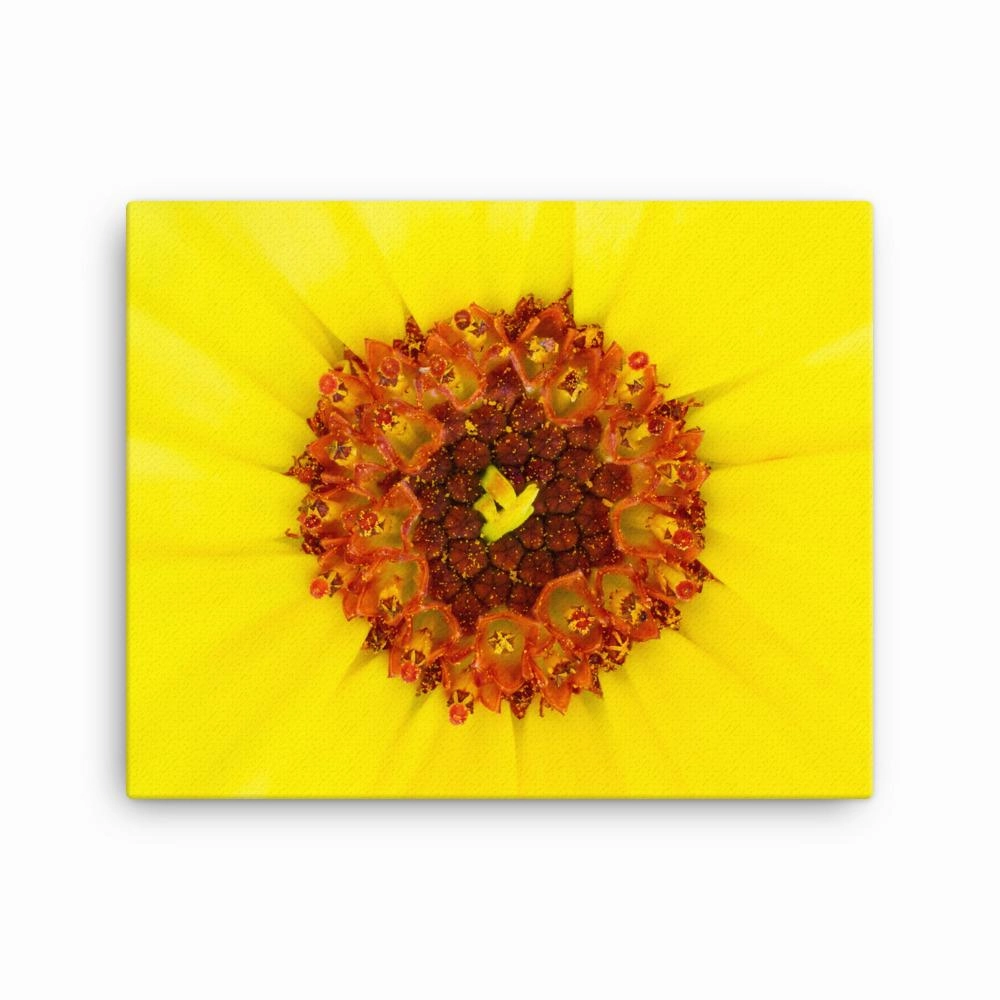 Marigold - canvas