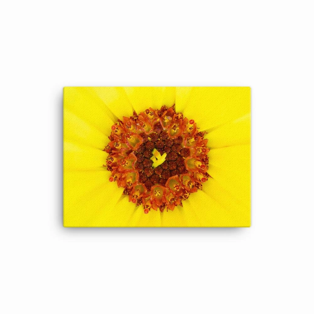 Marigold - canvas