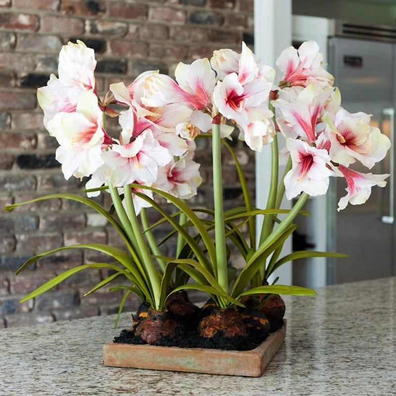 Mauve-White Amaryllis Arrangement in Terracotta Tray