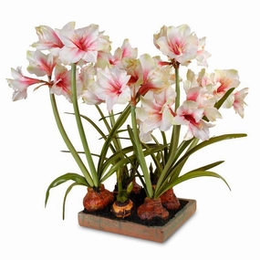 Mauve-White Amaryllis Arrangement in Terracotta Tray home display ornament