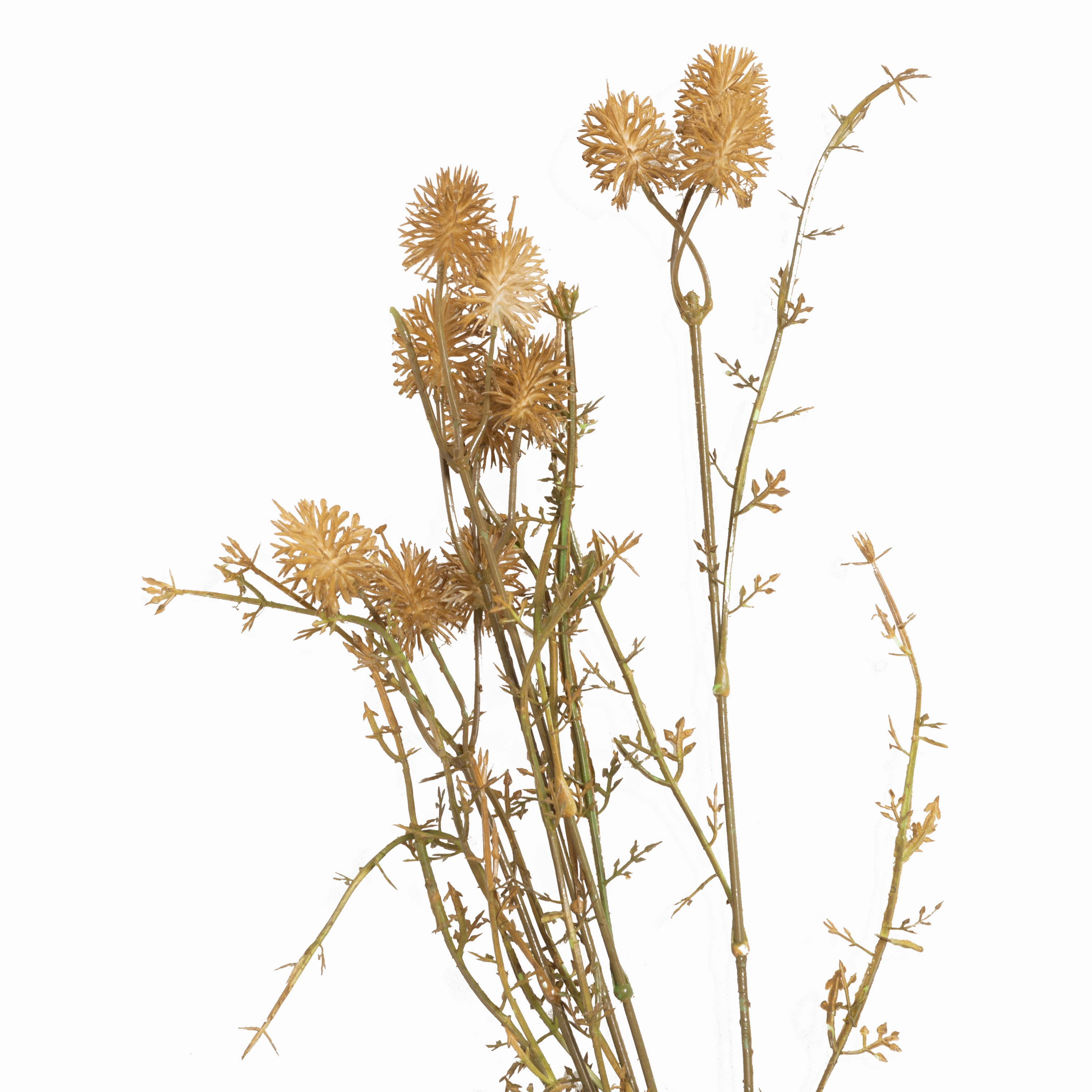 Meadow Pom Pom Stem