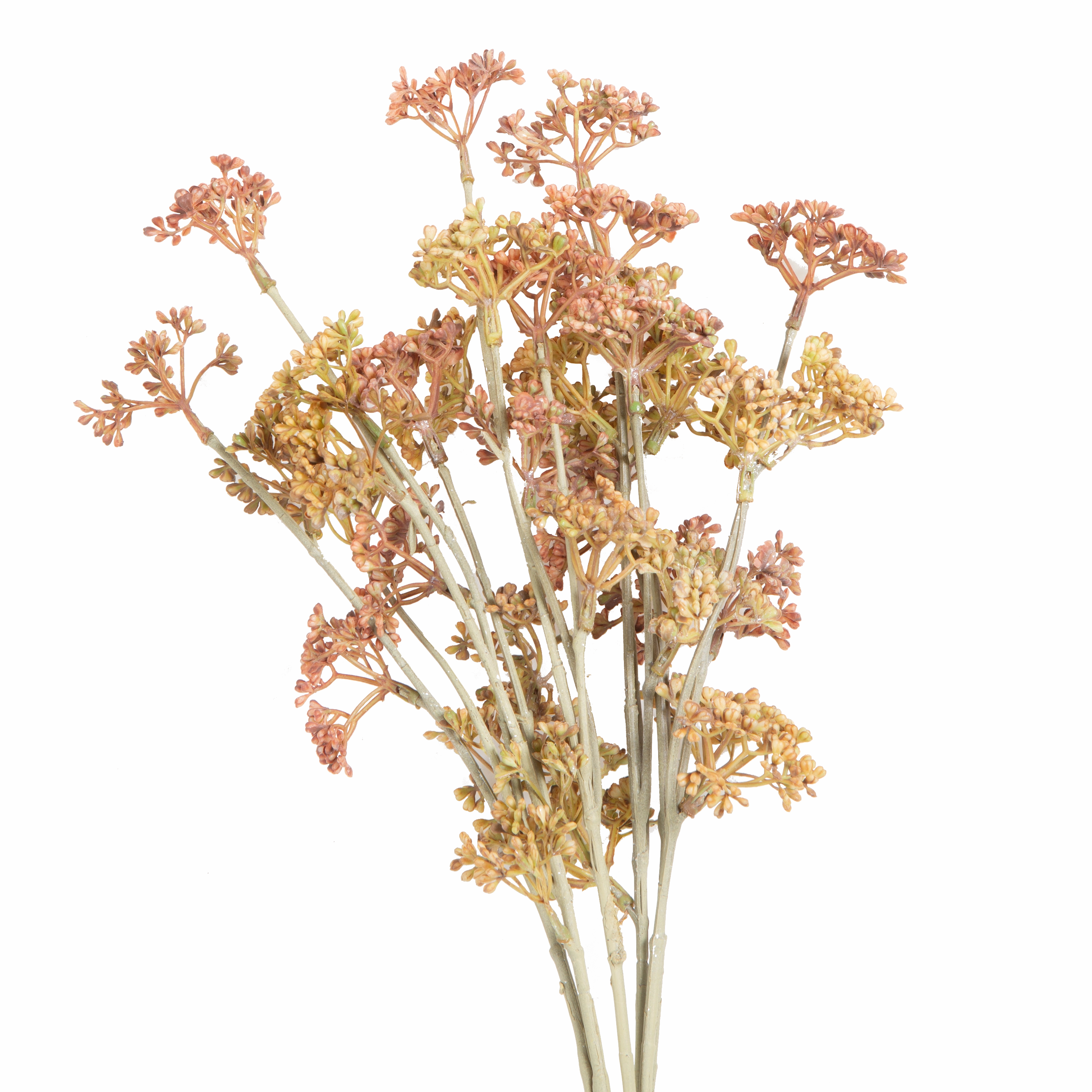 Meadow Sedge Stem