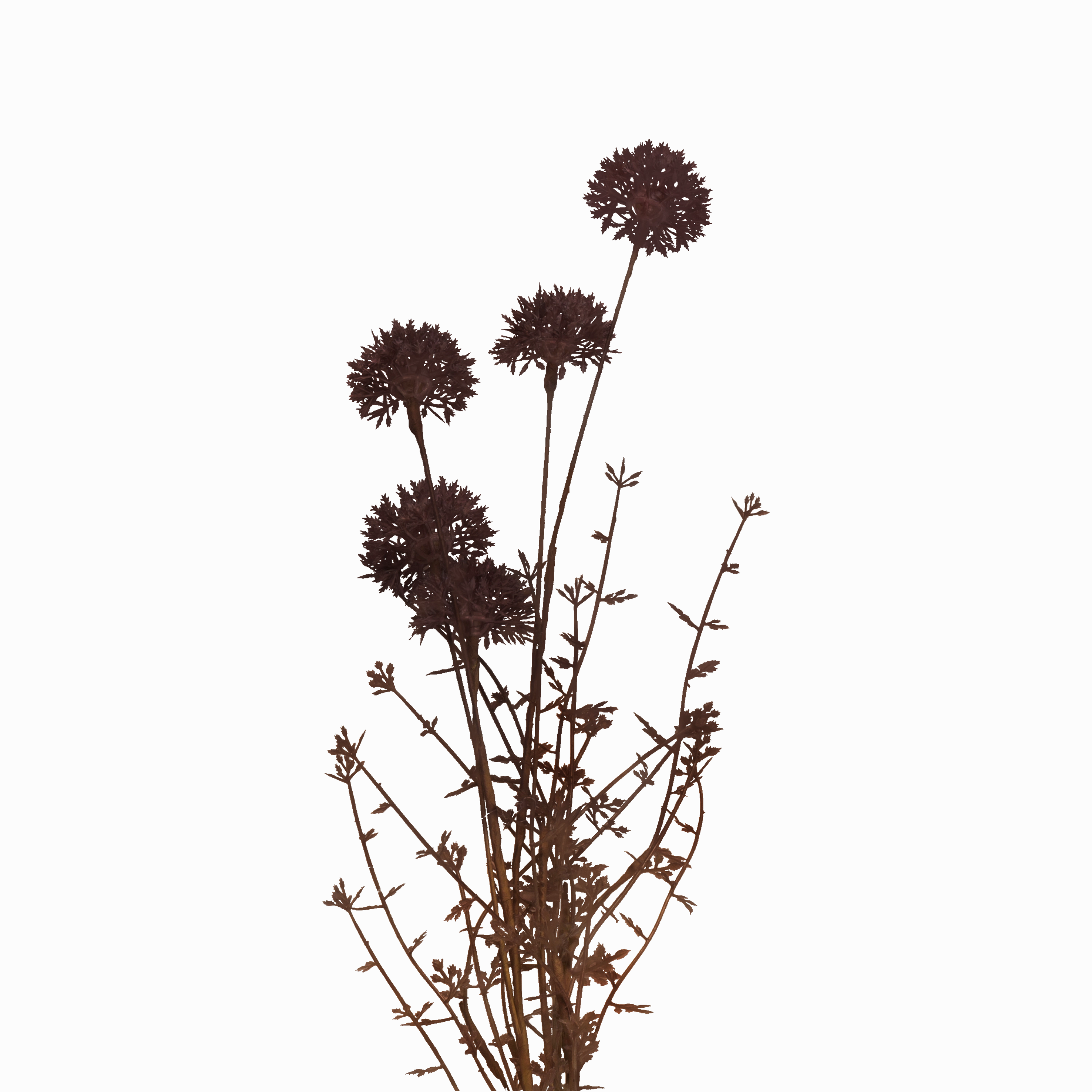 Melaleuca Stem