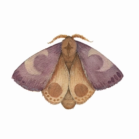 Mineral Moth: Amethyst - Art Print framed wall decor