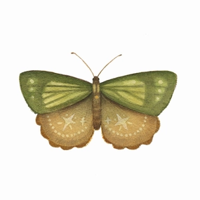 Mineral Moth: Peridot - Art Print framed wall decor