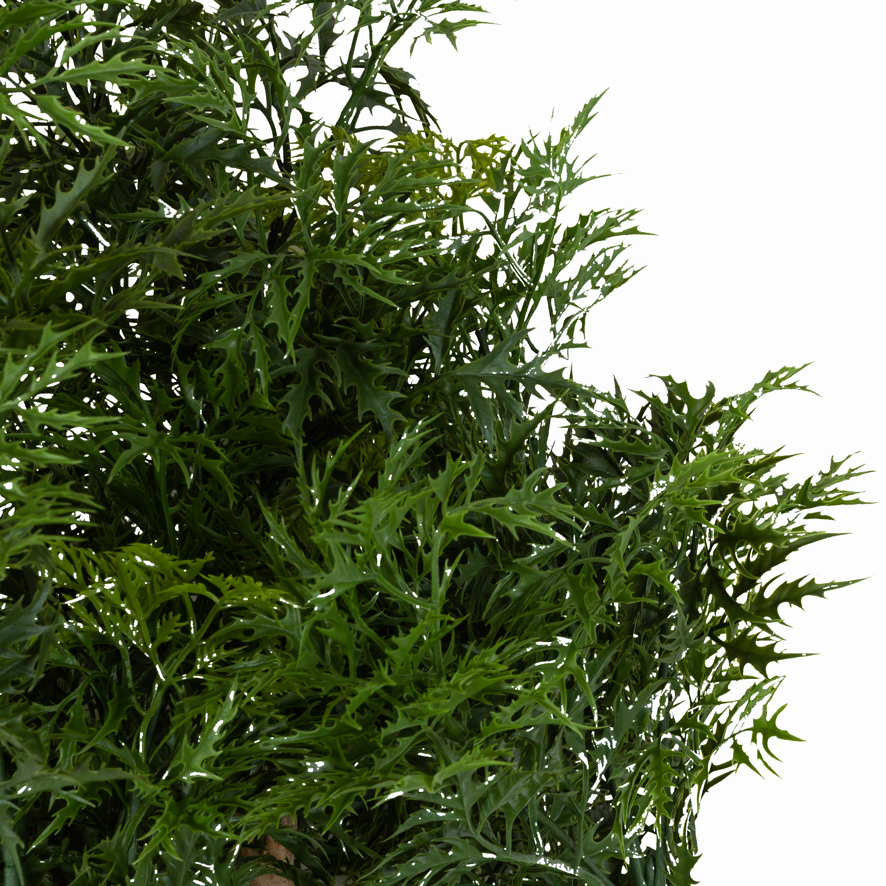 Ming Aralia Tree