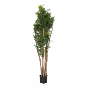 Ming Aralia Tree elegant wall decor