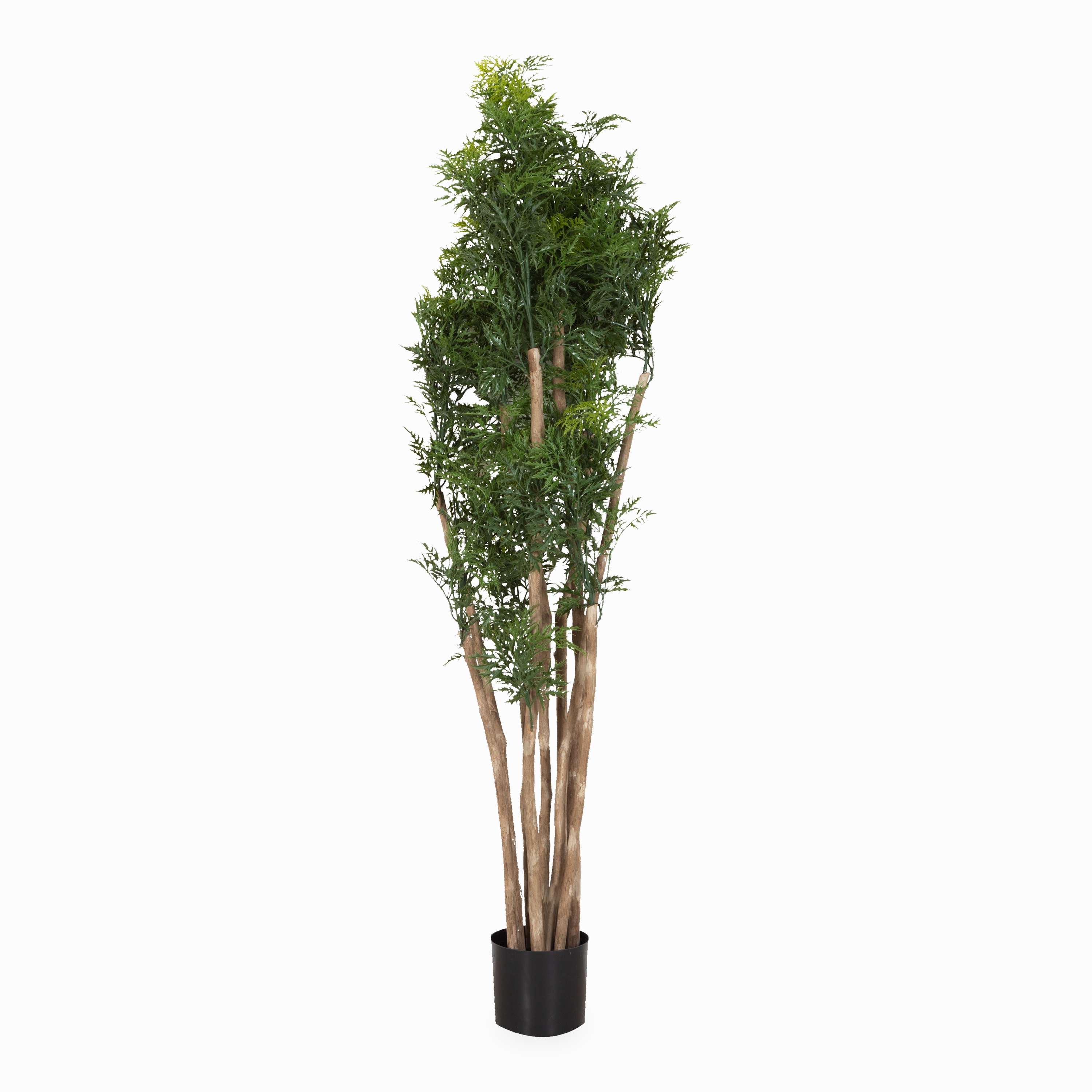 Ming Aralia Tree elegant wall decor