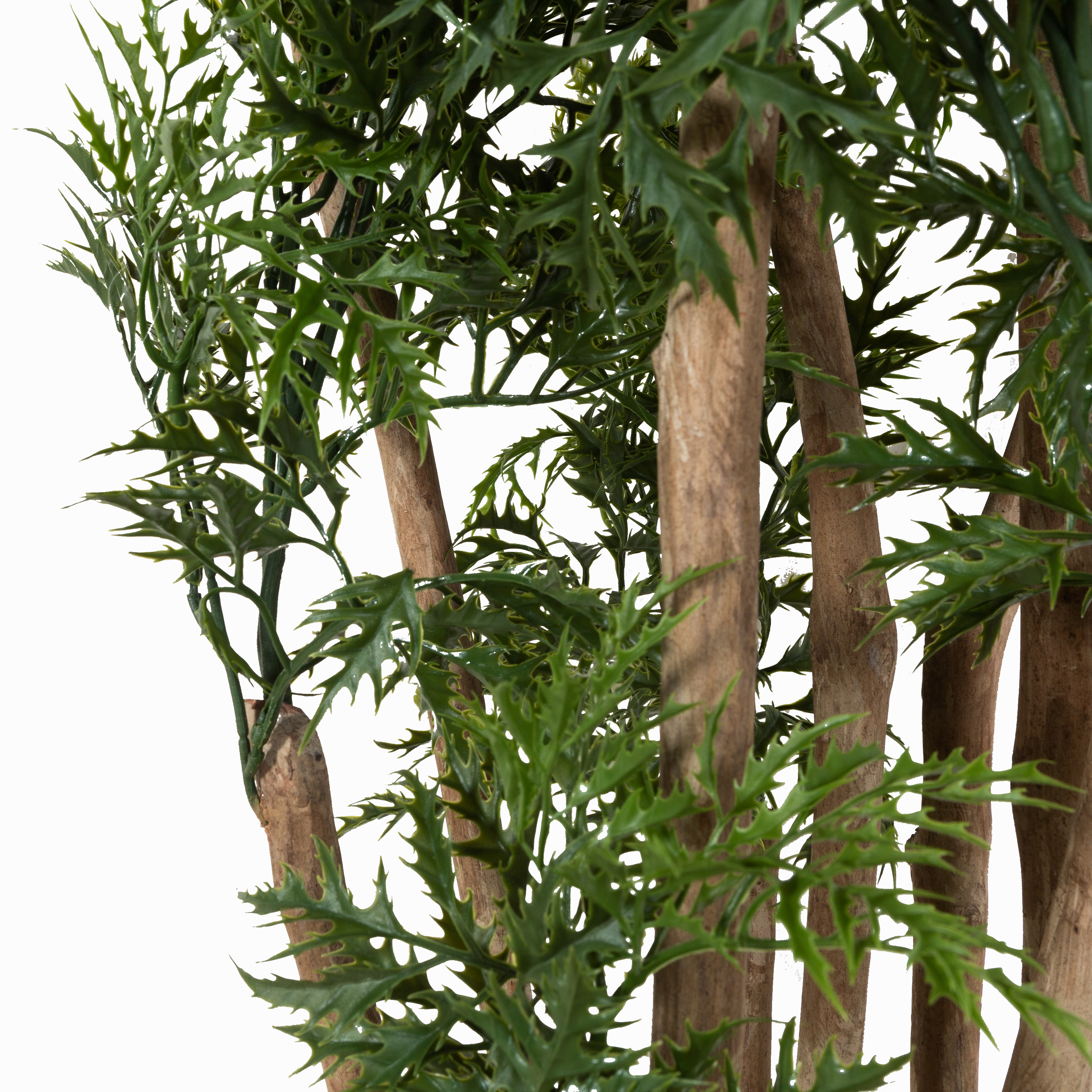 Ming Aralia Tree
