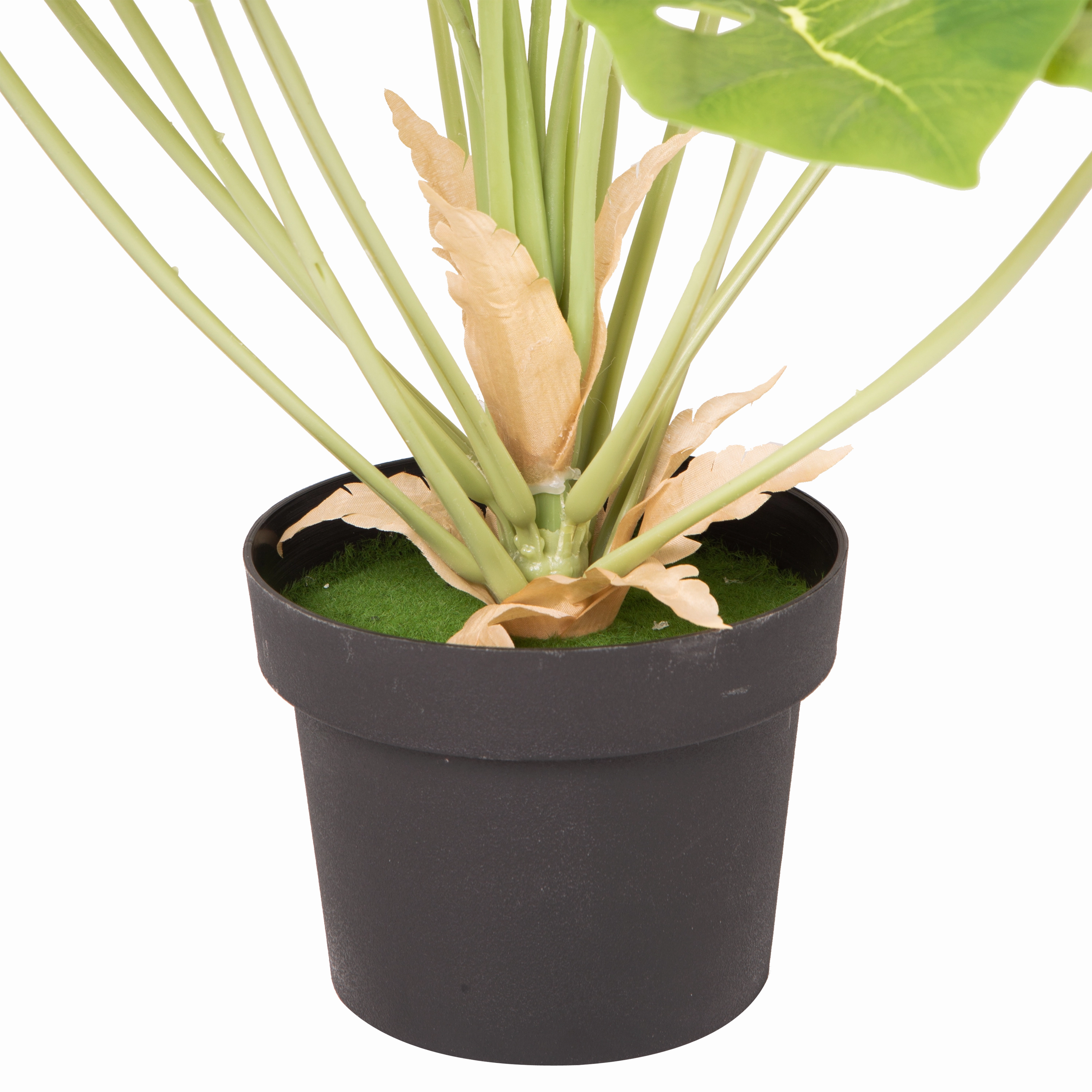 Monstera Plant