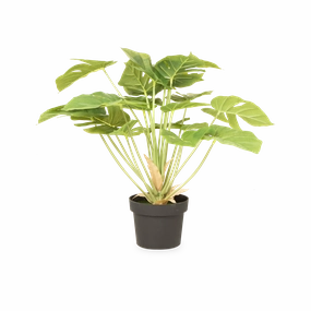 Monstera Plant elegant wall decor