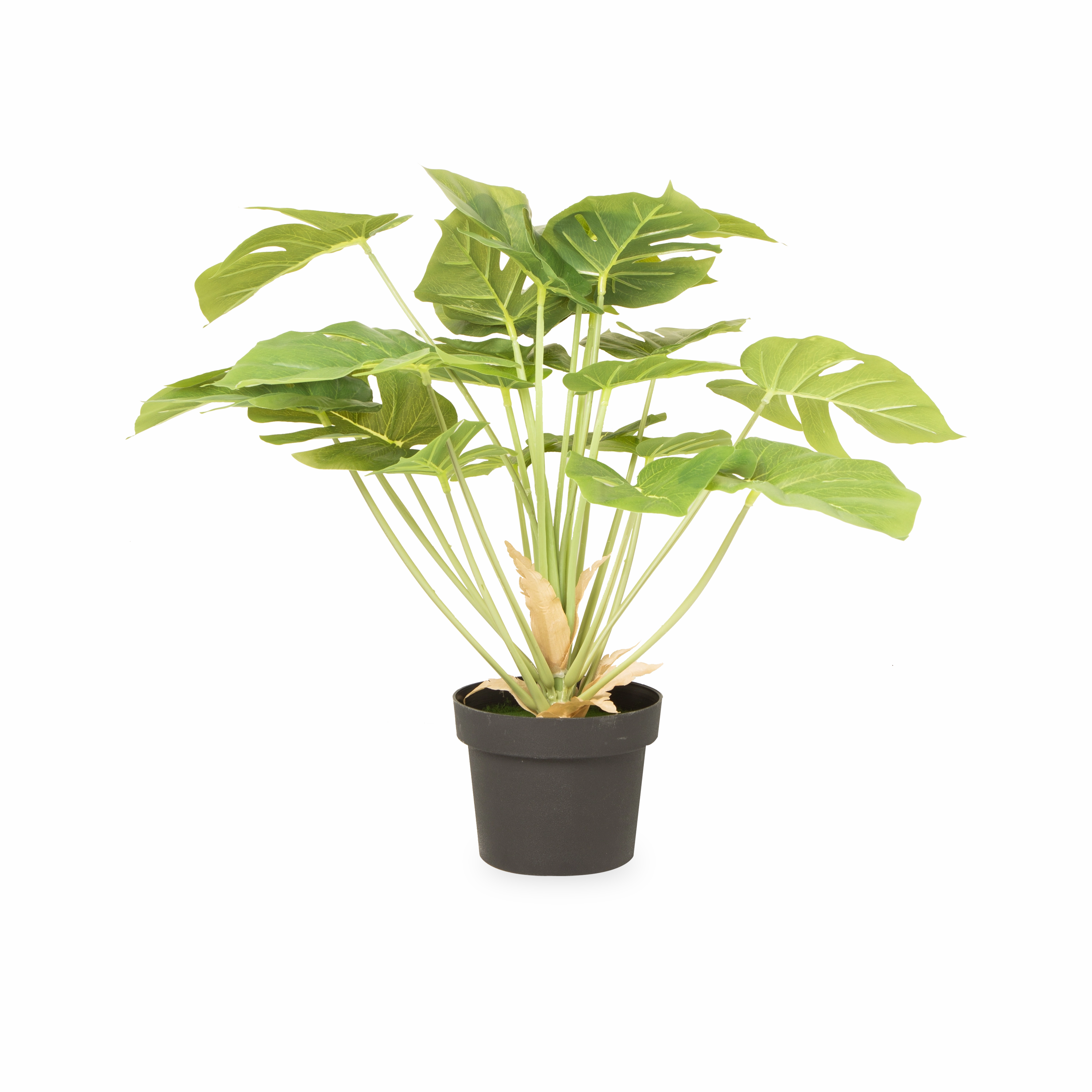 Monstera Plant elegant wall decor