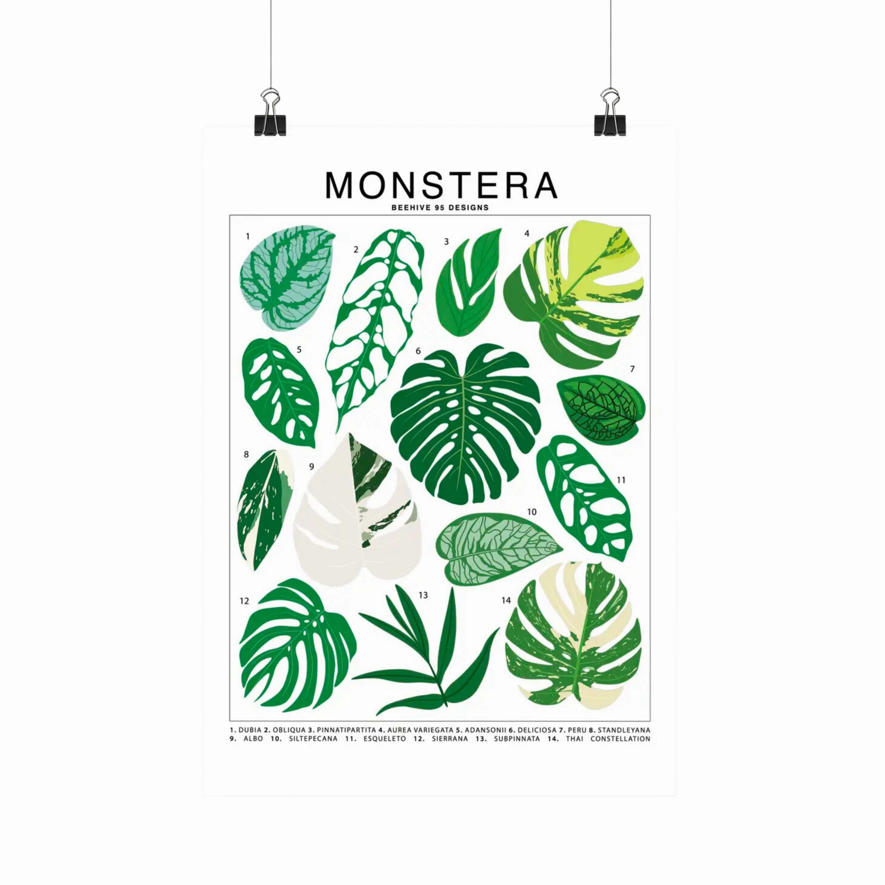 Monstera Species Id Chart - Botanical Houseplant Art Print framed wall decor