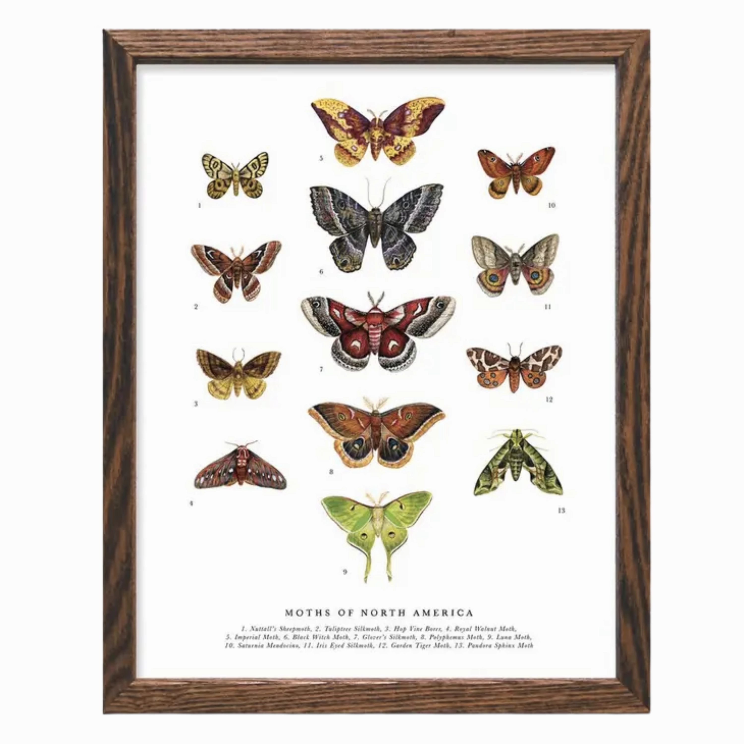Moths of North America Art Print framed wall decor