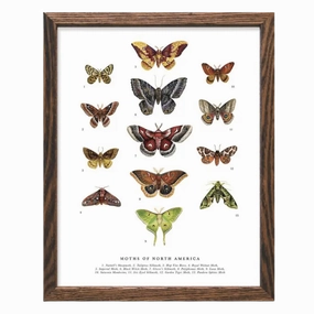 Moths of North America Art Print framed wall decor