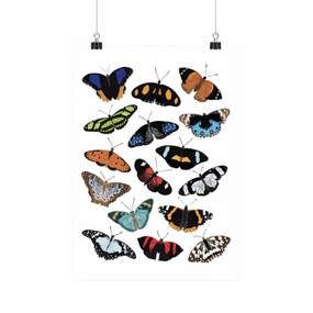 Nymphalidae (Butterfly) Species Insects Art Print framed wall decor
