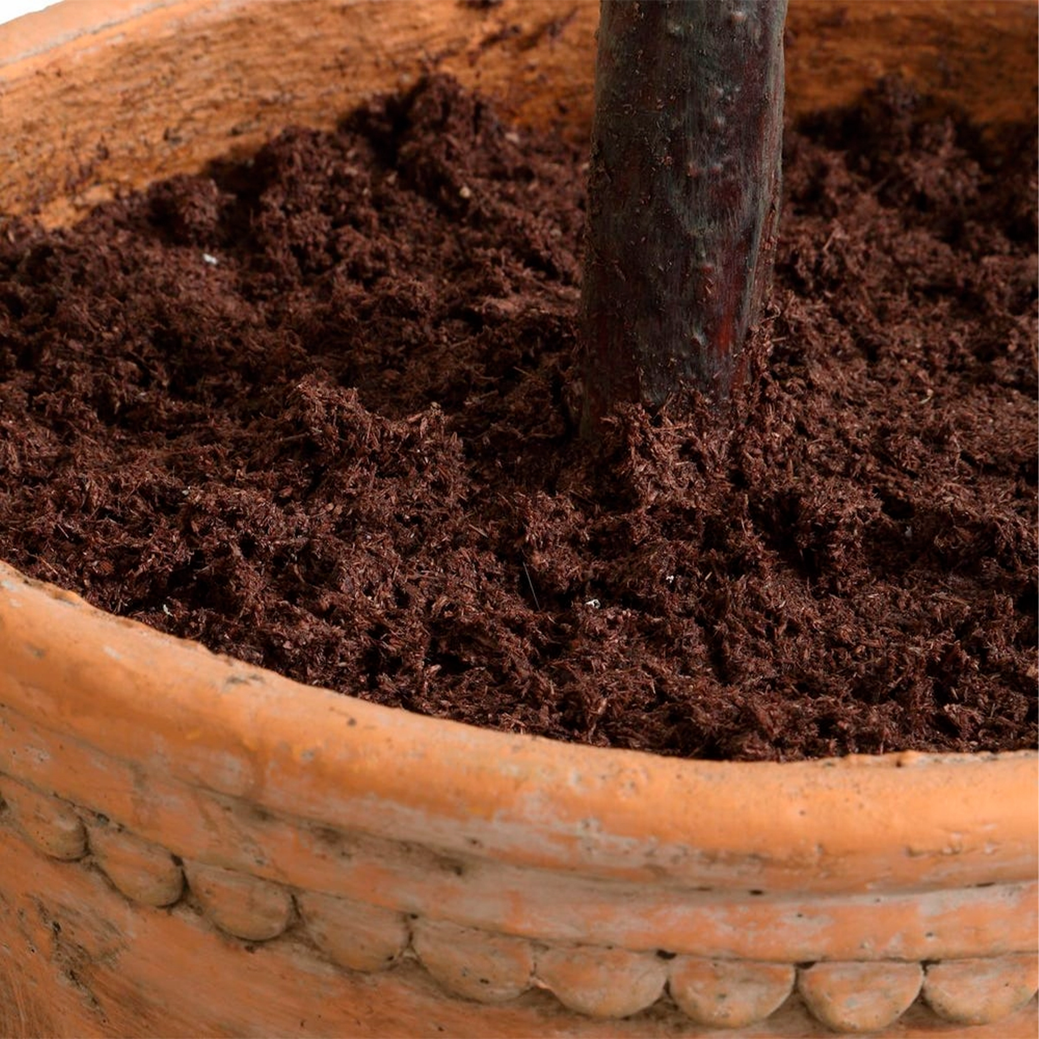 Olea Potted Olive