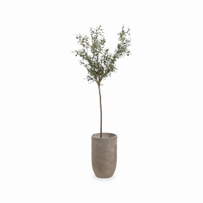 Olive Tree In Pot elegant wall decor