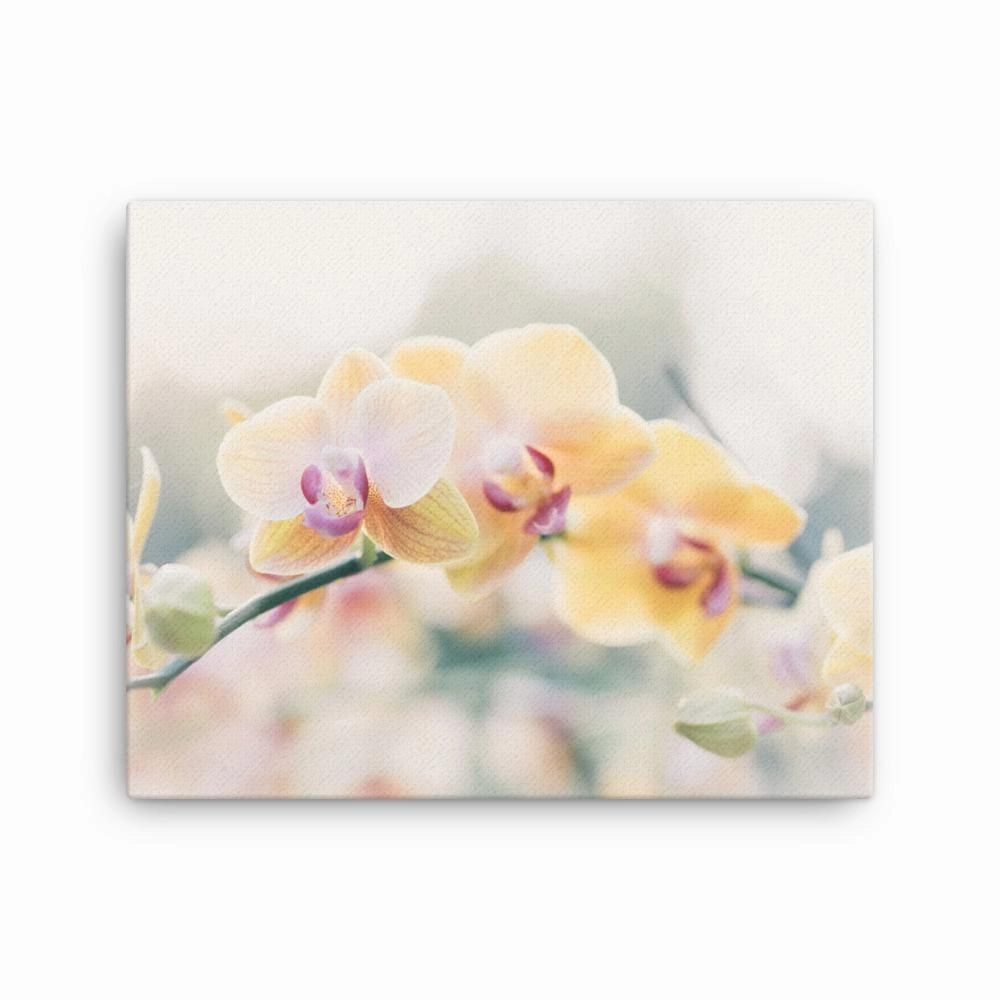 Orchid 01 - canvas