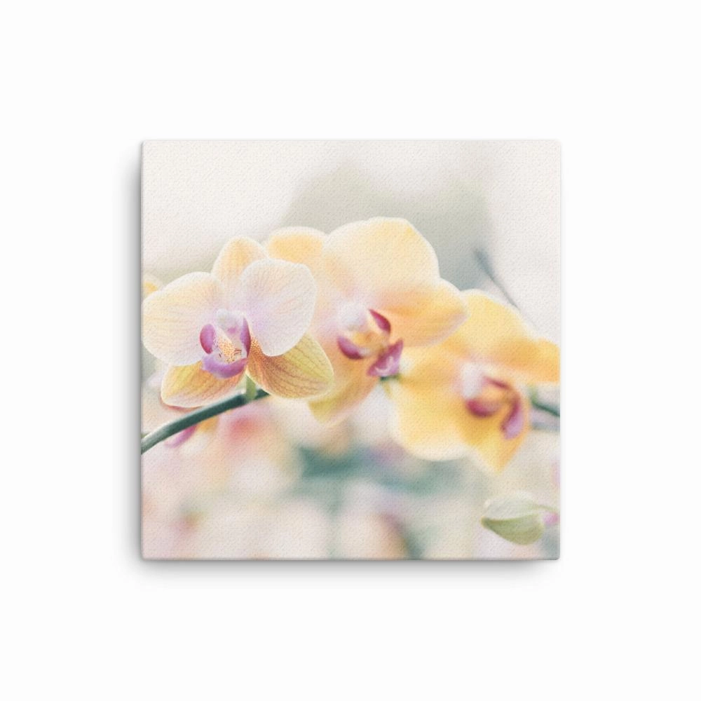 Orchid 01 - canvas