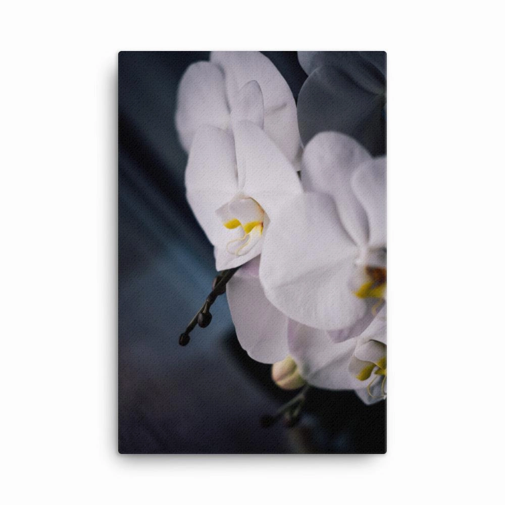 Orchid 02 - canvas